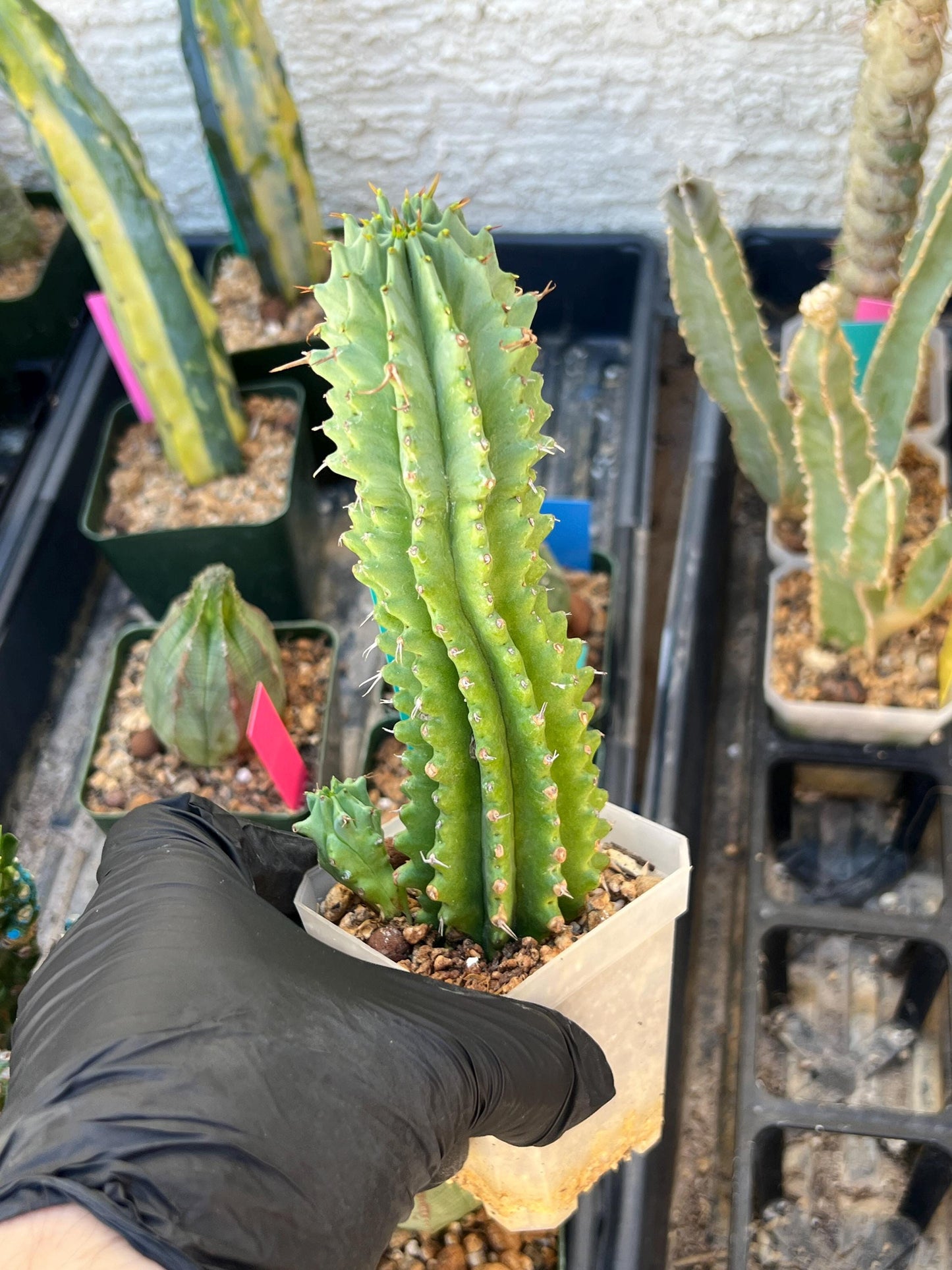 Euphorb Fruticosa Inermis (Green) | Rare Succulent