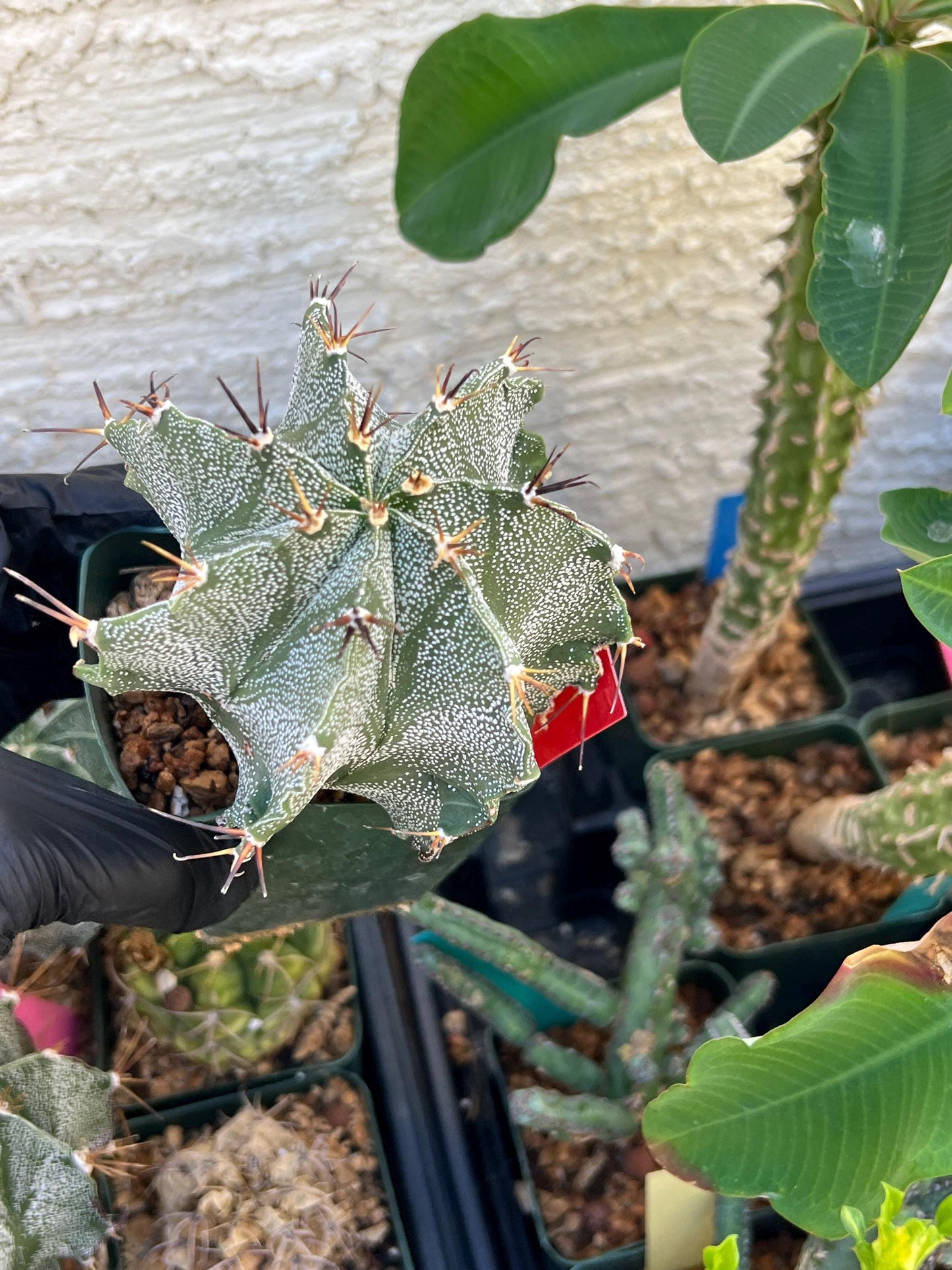 Large Ornatum Cactus (red) | Imported Cactus