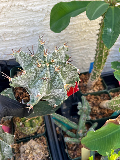 Large Ornatum Cactus (red) | Imported Cactus