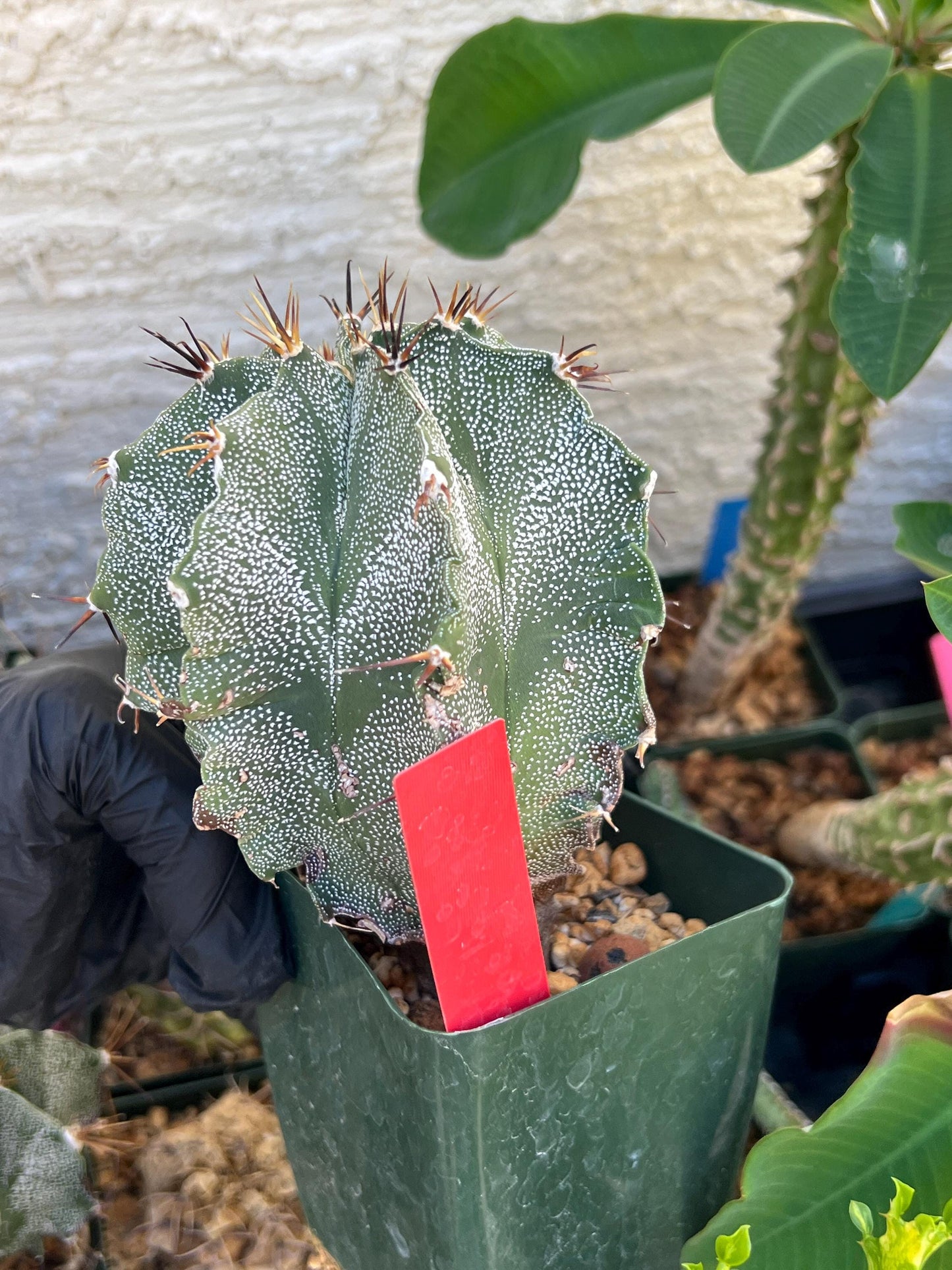 Large Ornatum Cactus (red) | Imported Cactus