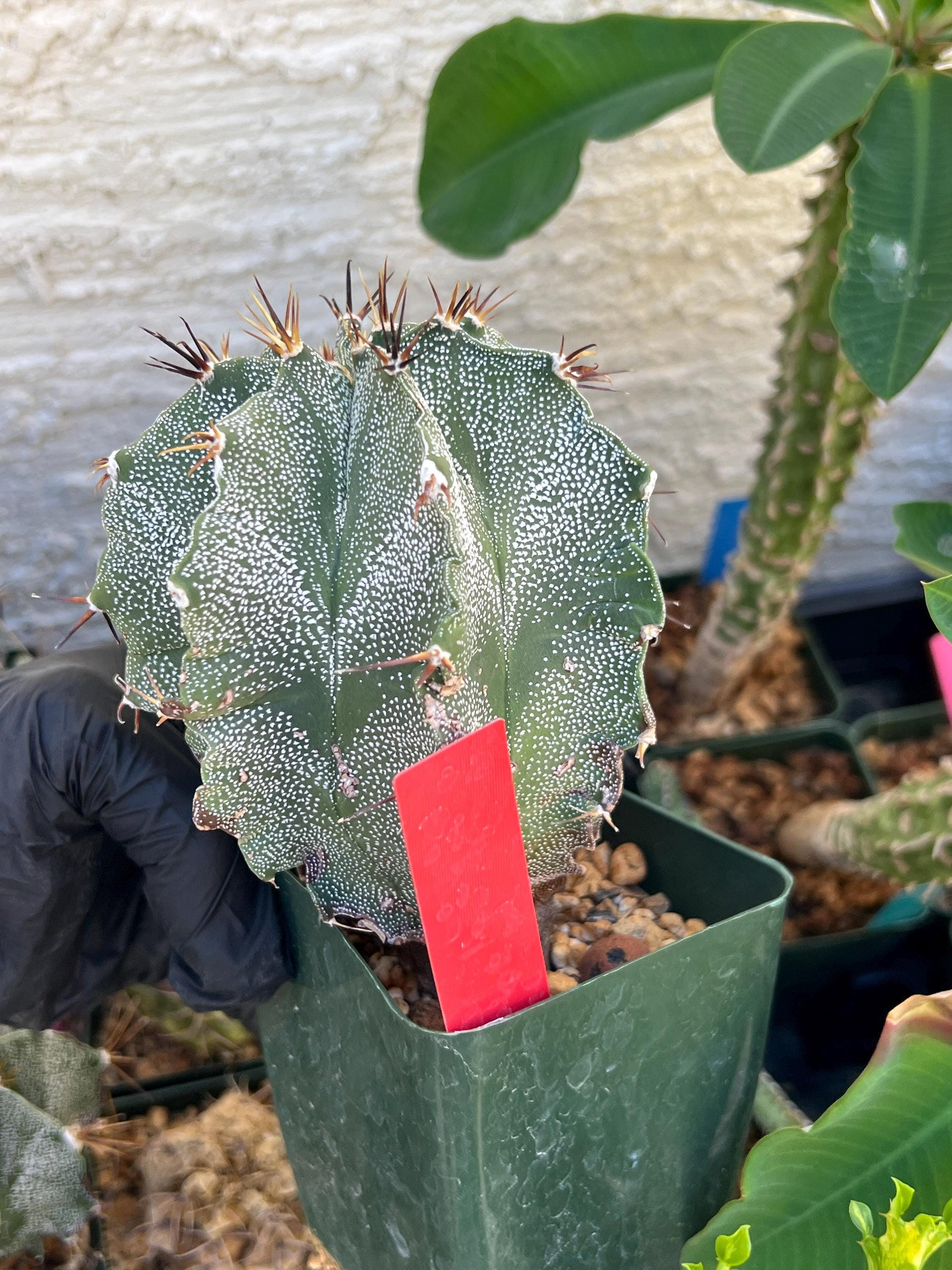 Large Ornatum Cactus (red) | Imported Cactus