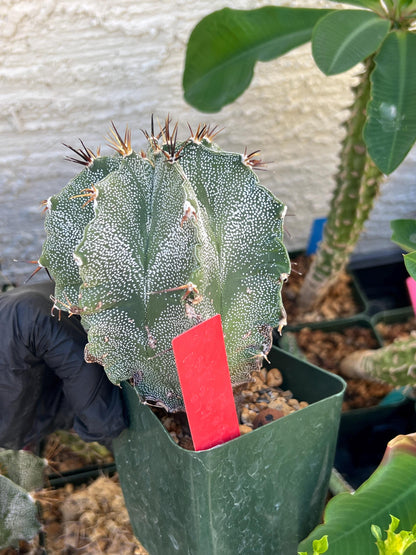 Large Ornatum Cactus (red) | Imported Cactus