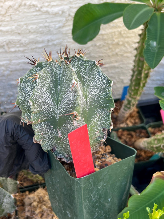 Large Ornatum Cactus (red) | Imported Cactus