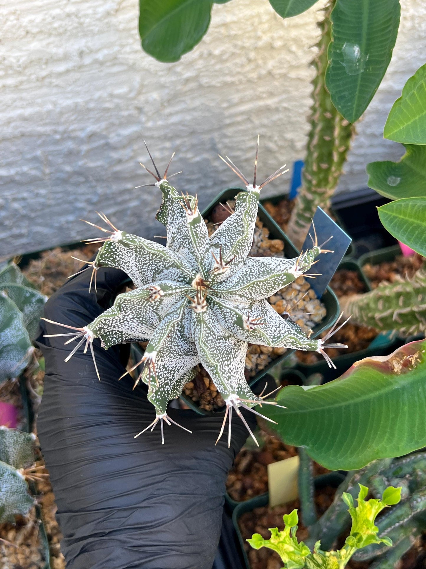 Large Ornatum Cactus (Blue) | Imported Cactus
