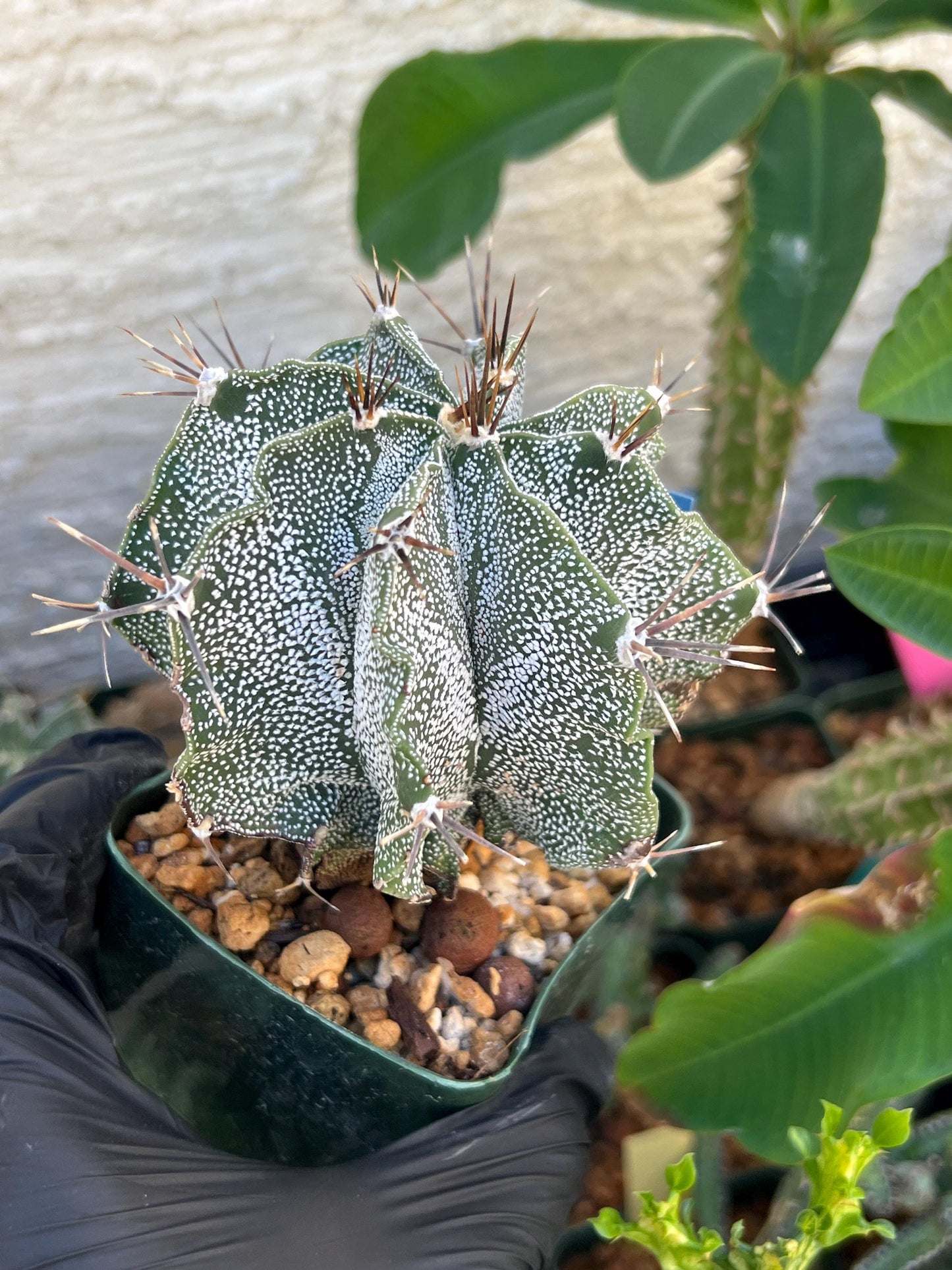 Large Ornatum Cactus (Blue) | Imported Cactus