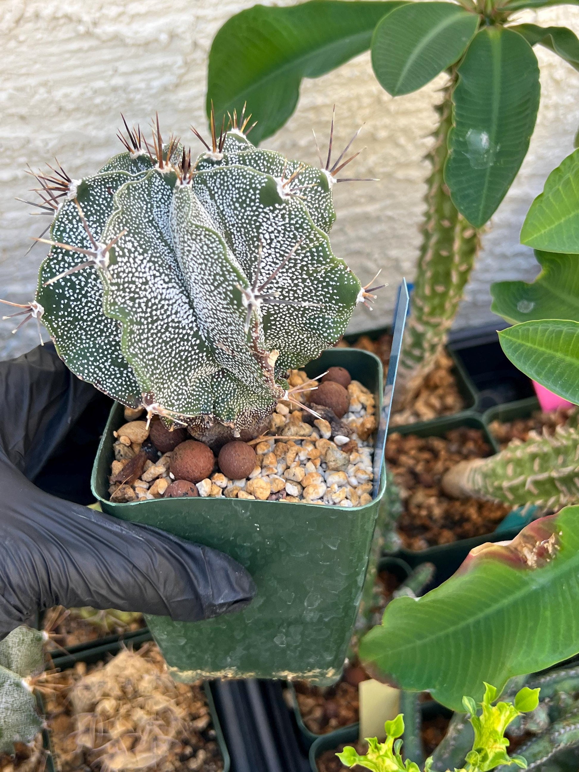 Large Ornatum Cactus (Blue) | Imported Cactus