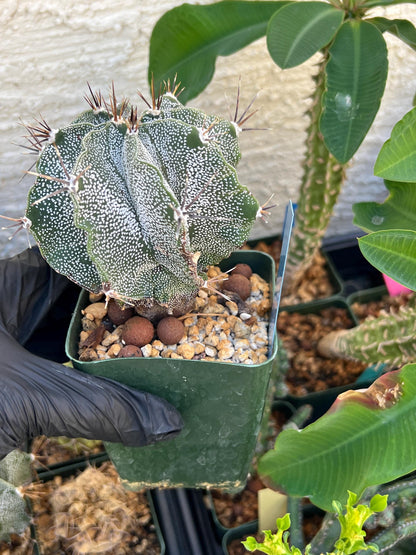 Large Ornatum Cactus (Blue) | Imported Cactus