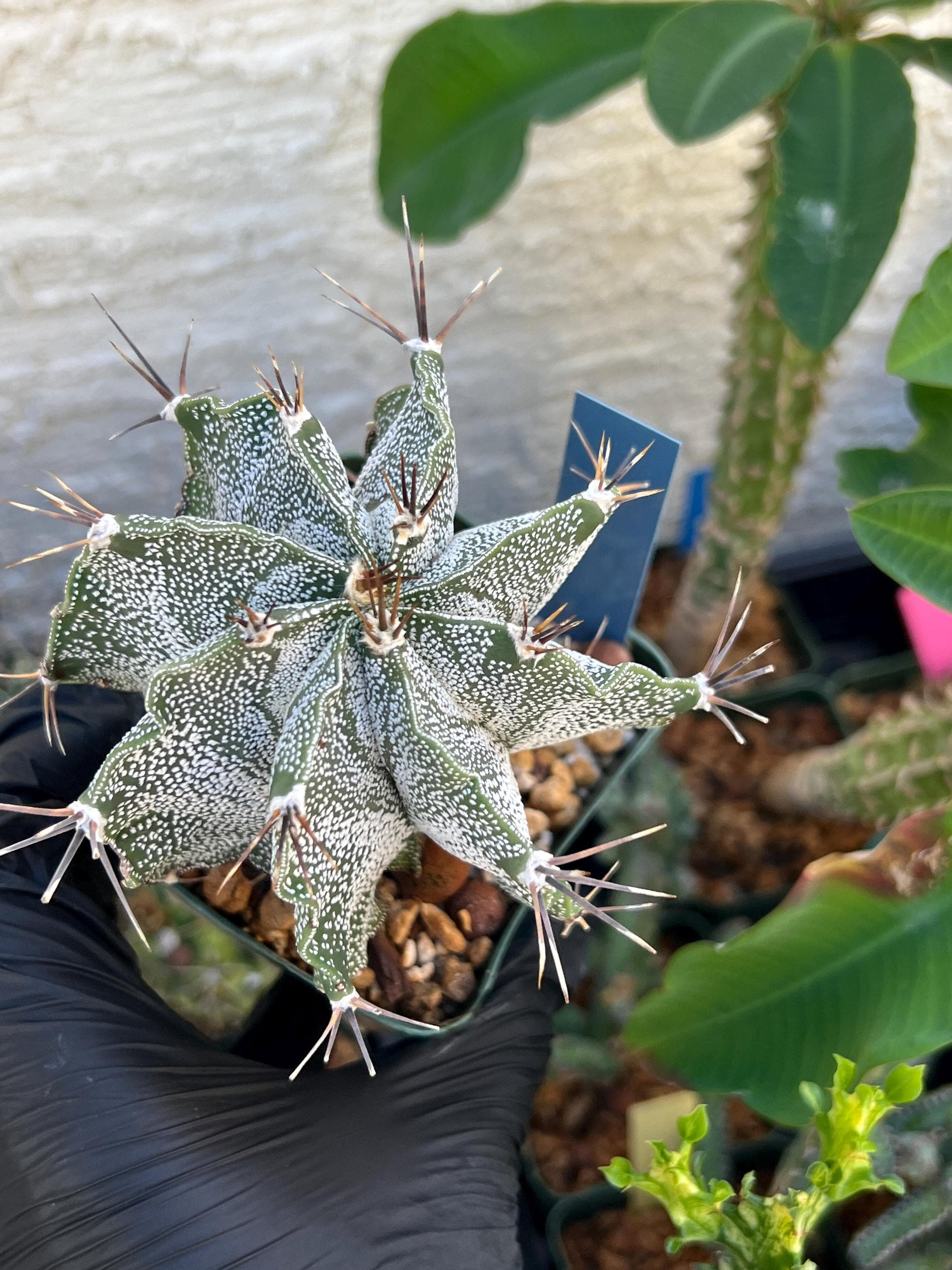 Large Ornatum Cactus (Blue) | Imported Cactus