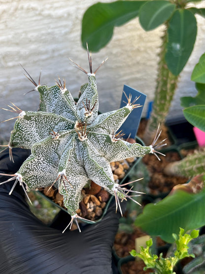 Large Ornatum Cactus (Blue) | Imported Cactus