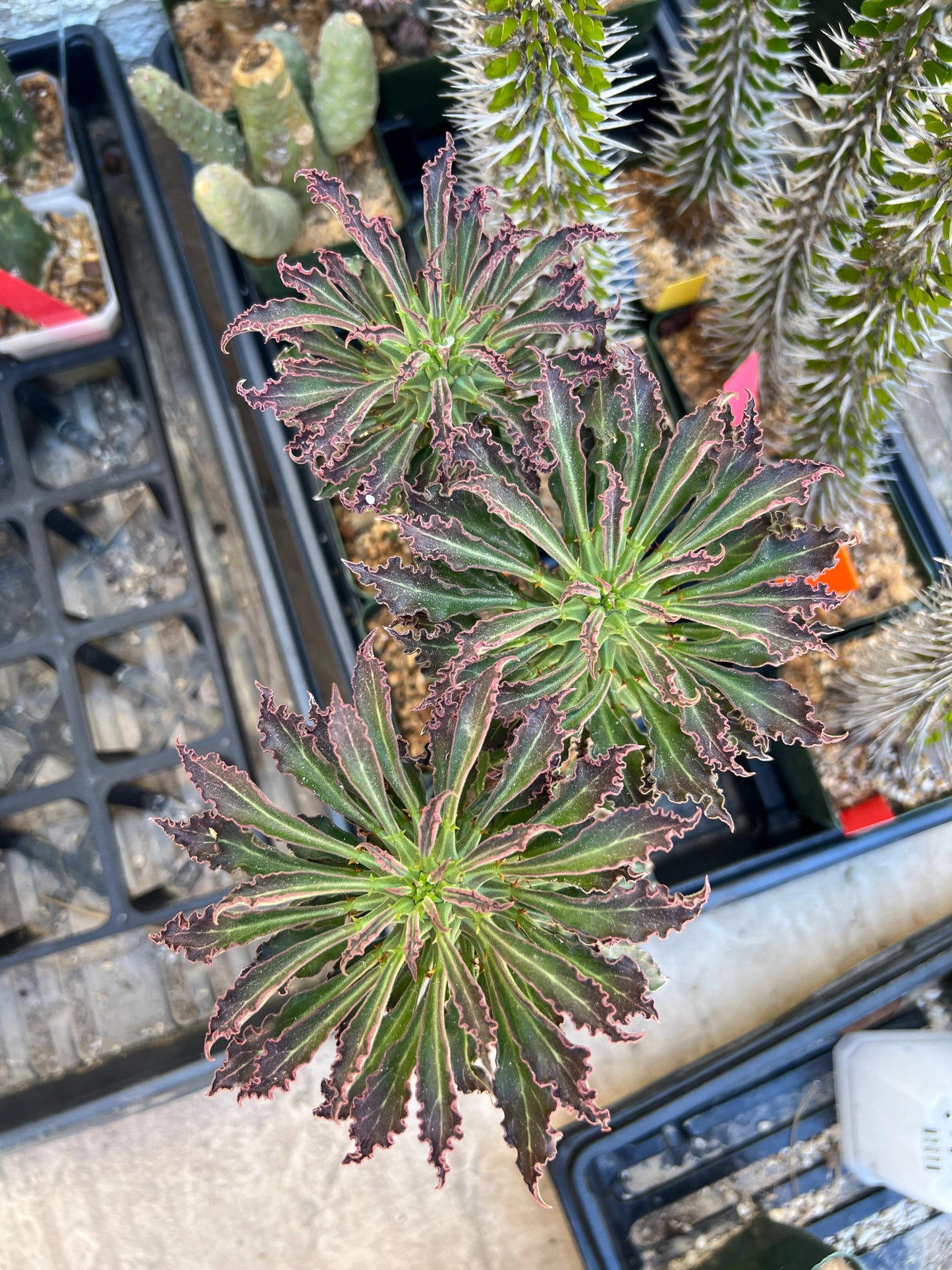Monadenium Guentheri (2.0) | Imported Cactus | Rare Succulent