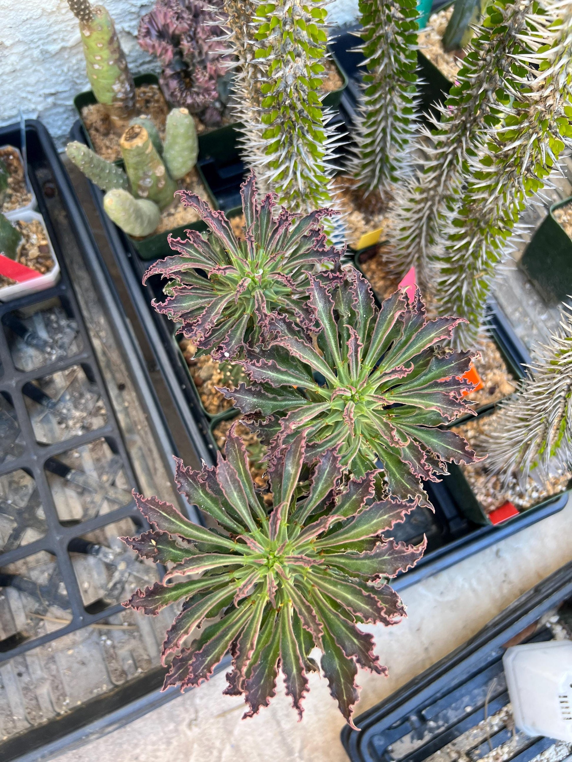 Monadenium Guentheri (2.0) | Imported Cactus | Rare Succulent