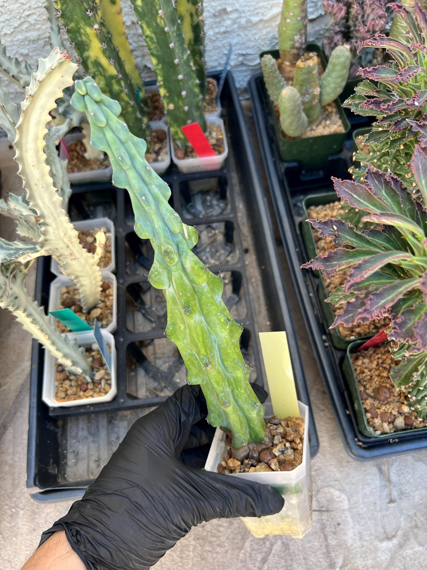 Boobie Cactus | Myrtillocactus geometrizans | fukurokuryuzinboku
