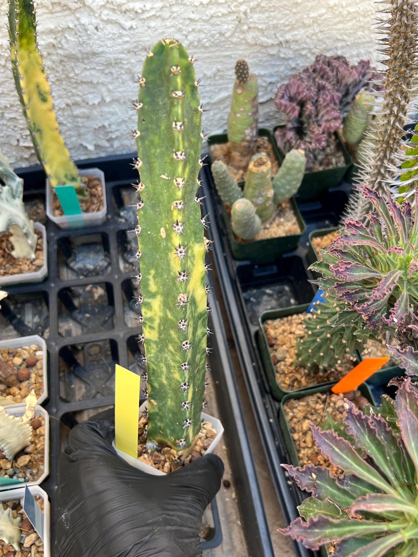 Harrisia Jusbertii Variegated (Yellow)| Imported Cactus