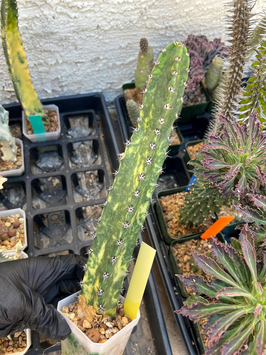 Harrisia Jusbertii Variegated (Yellow)| Imported Cactus