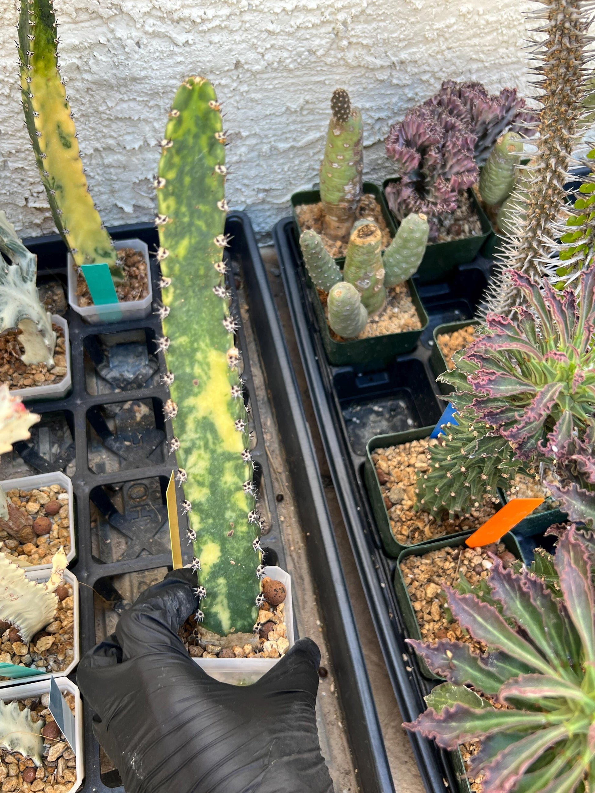 Harrisia Jusbertii Variegated (Yellow)| Imported Cactus