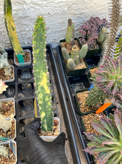 Harrisia Jusbertii Variegated (Yellow)| Imported Cactus