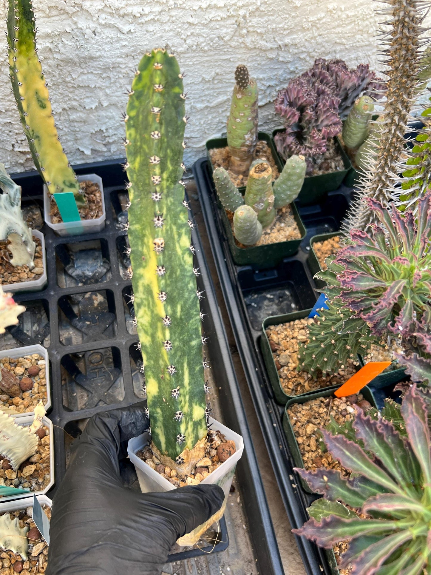 Harrisia Jusbertii Variegated (Yellow)| Imported Cactus