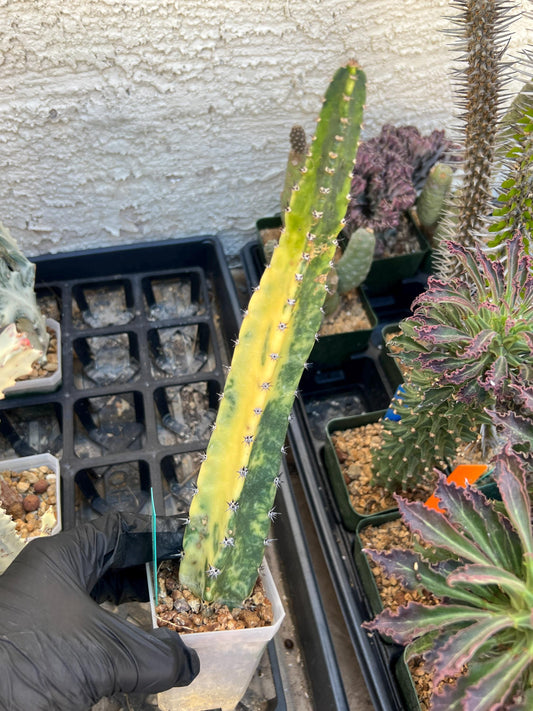Harrisia Jusbertii Variegated (Green) | Imported Cactus