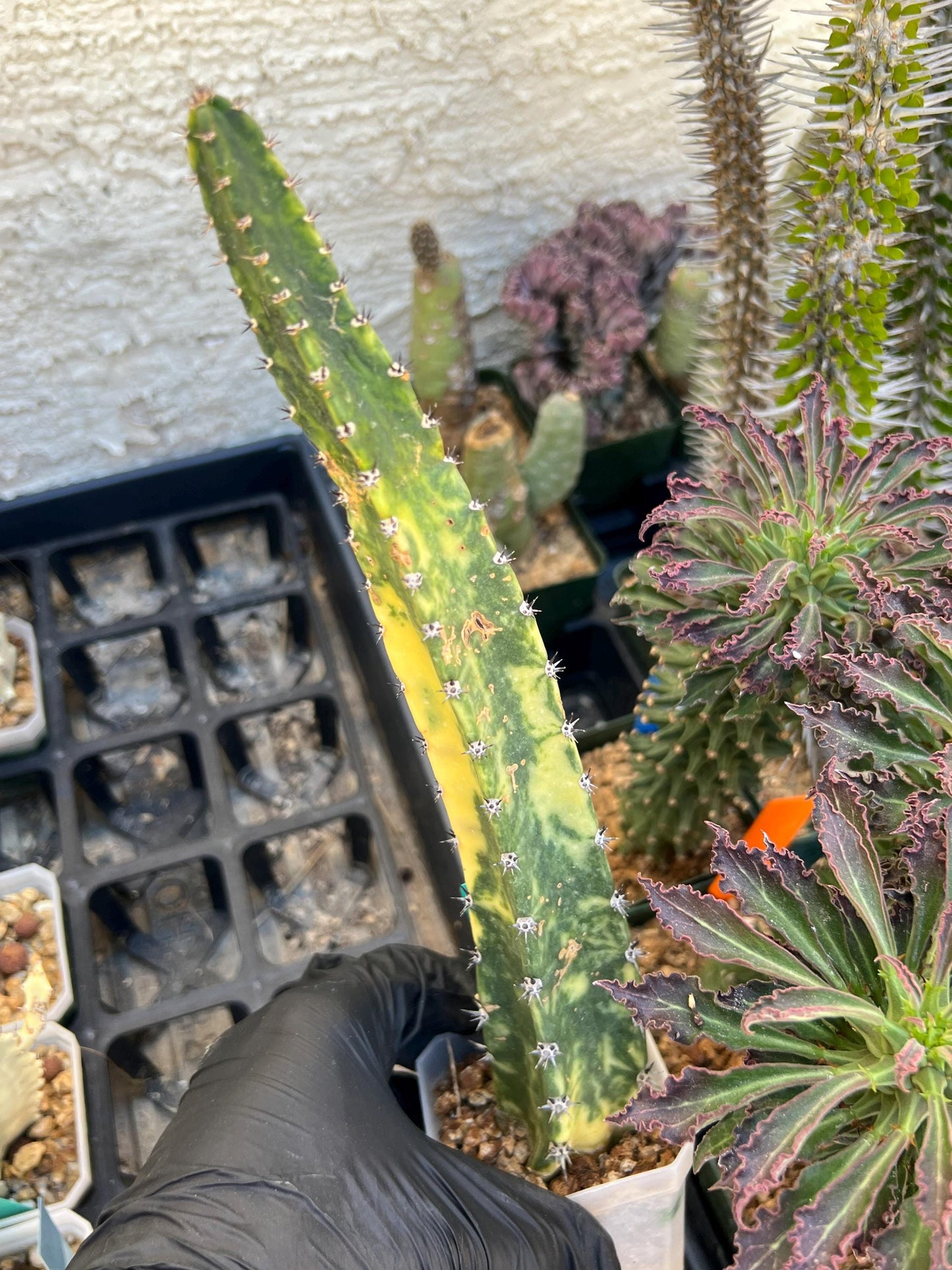 Harrisia Jusbertii Variegated (Green) | Imported Cactus
