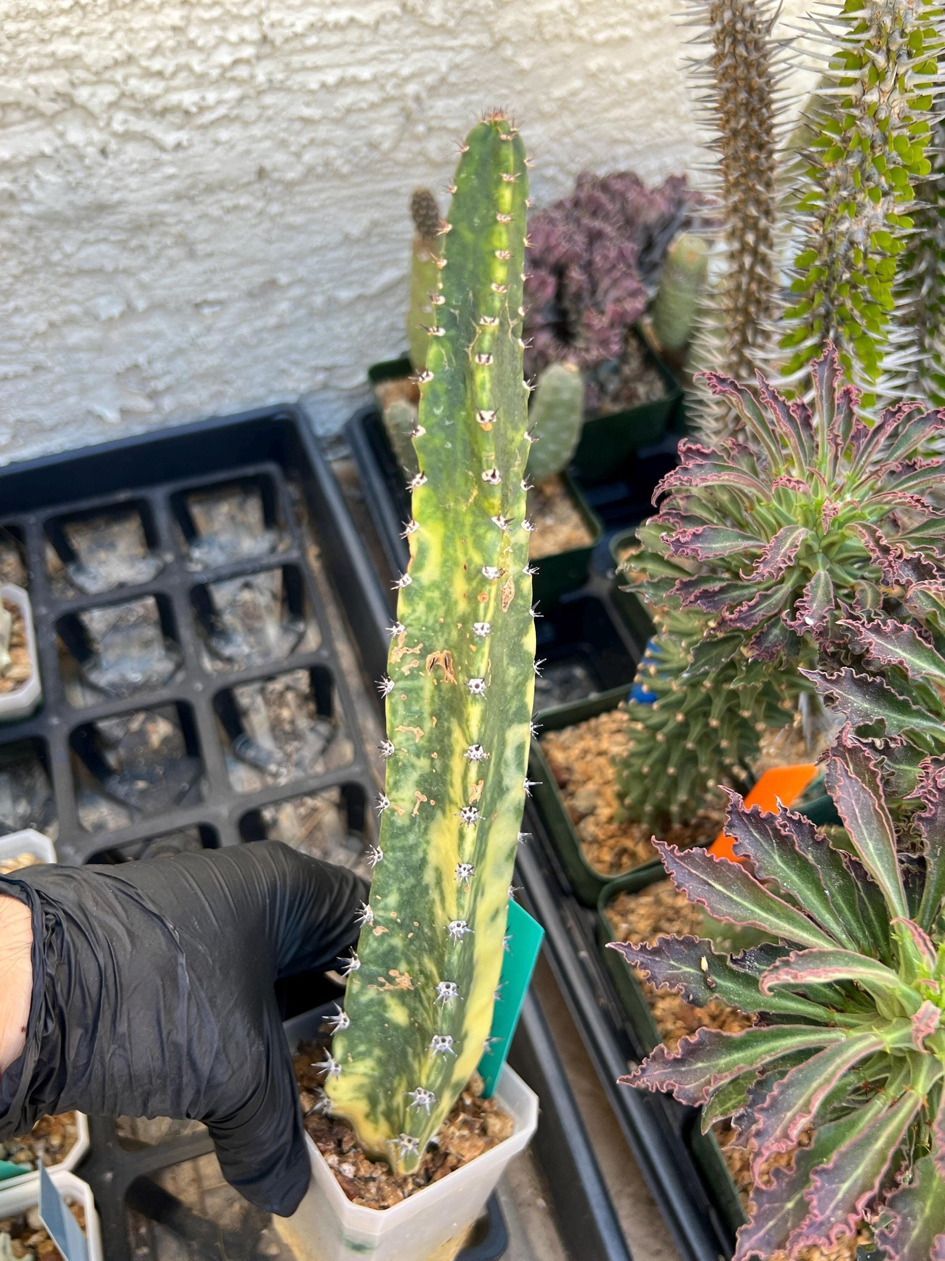 Harrisia Jusbertii Variegated (Green) | Imported Cactus