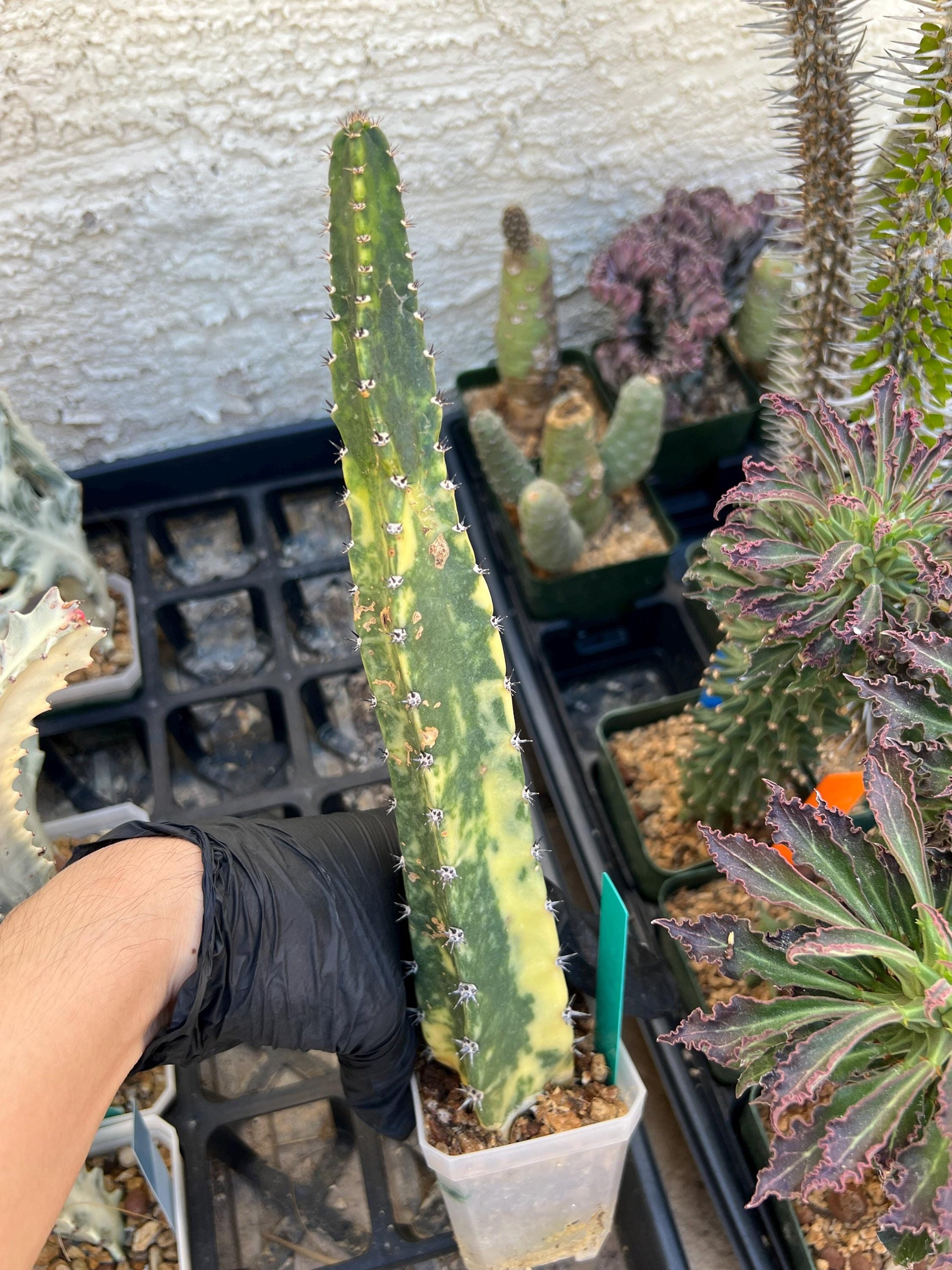 Harrisia Jusbertii Variegated (Green) | Imported Cactus