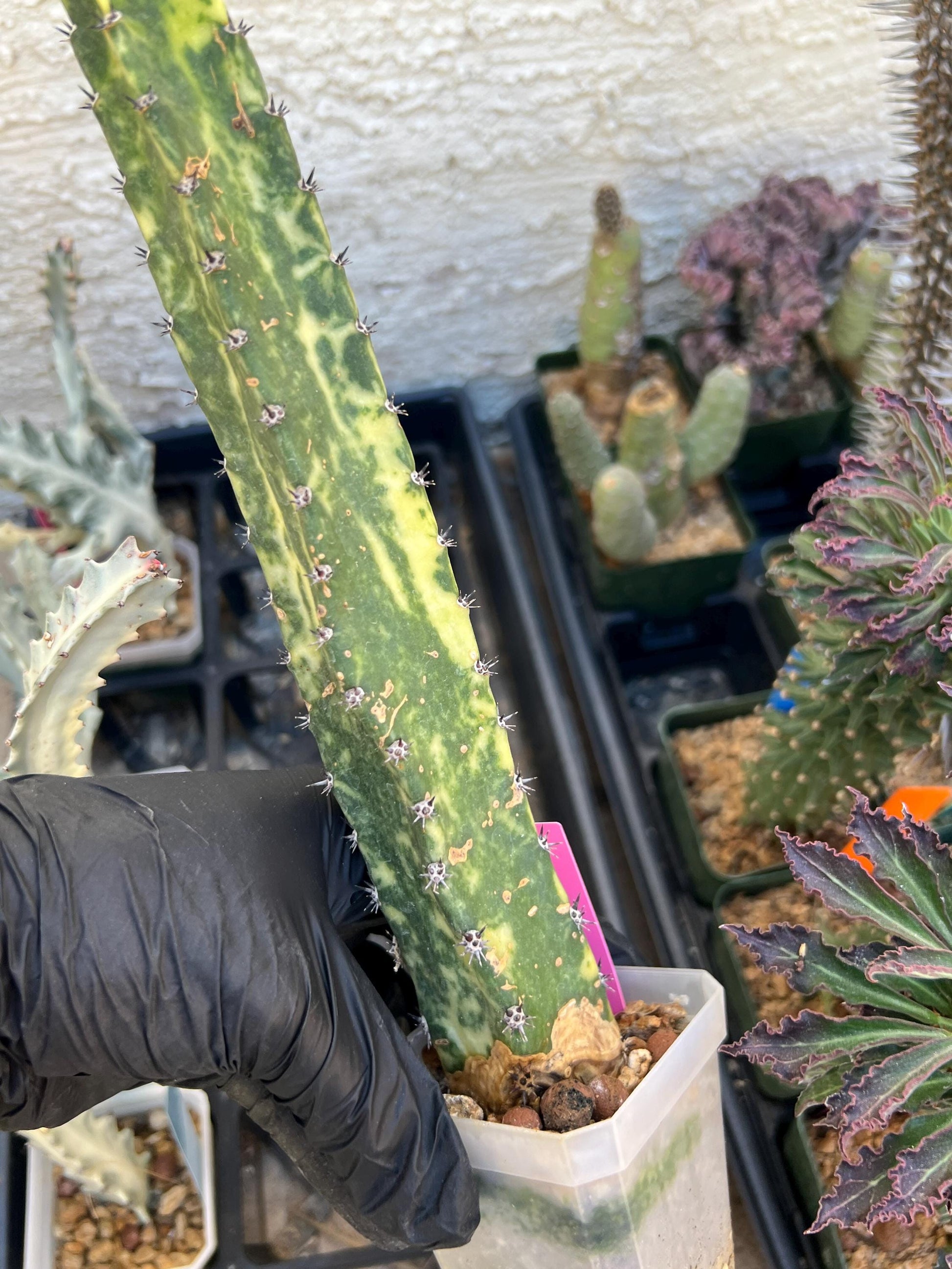 Harrisia Jusbertii Variegated (Pink) | Imported Cactus
