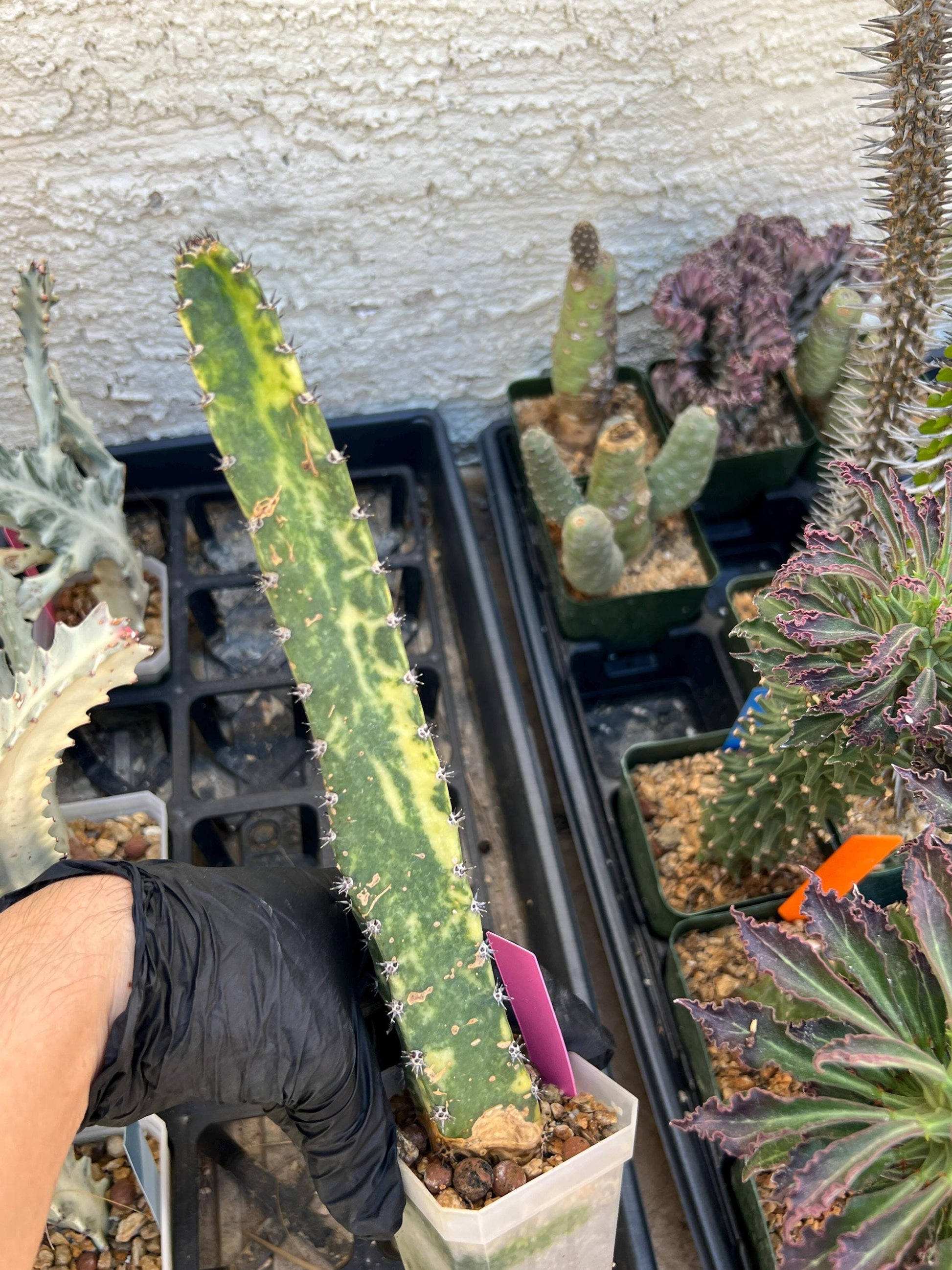 Harrisia Jusbertii Variegated (Pink) | Imported Cactus