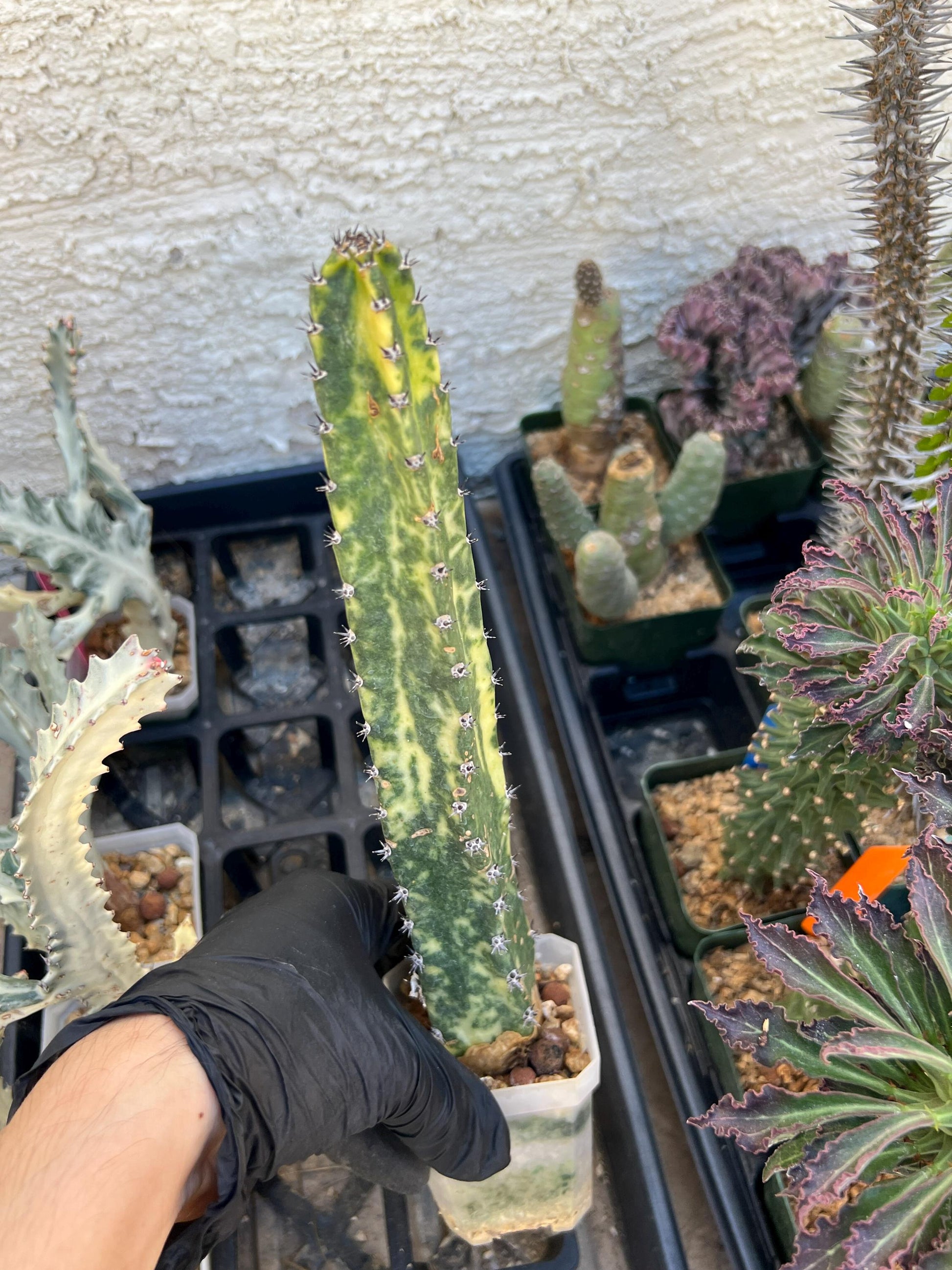 Harrisia Jusbertii Variegated (Pink) | Imported Cactus