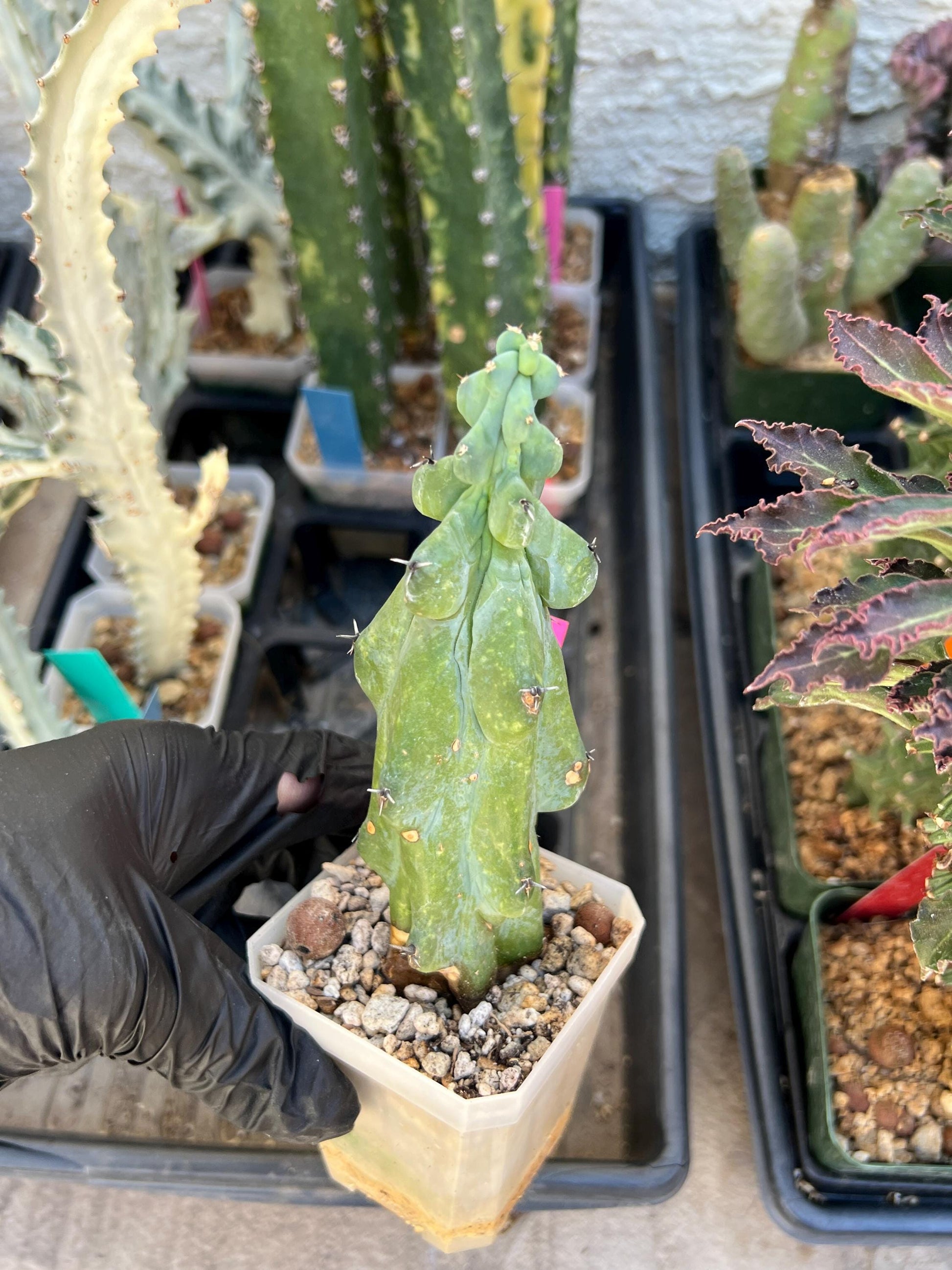 Boobie Cactus (Pink) | Myrtillocactus geometrizans