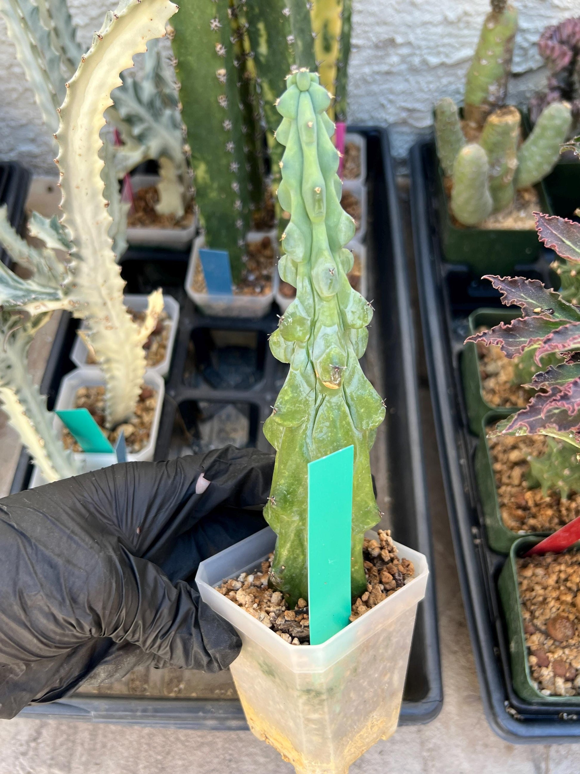 Boobie Cactus (Green) | Myrtillocactus geometrizans