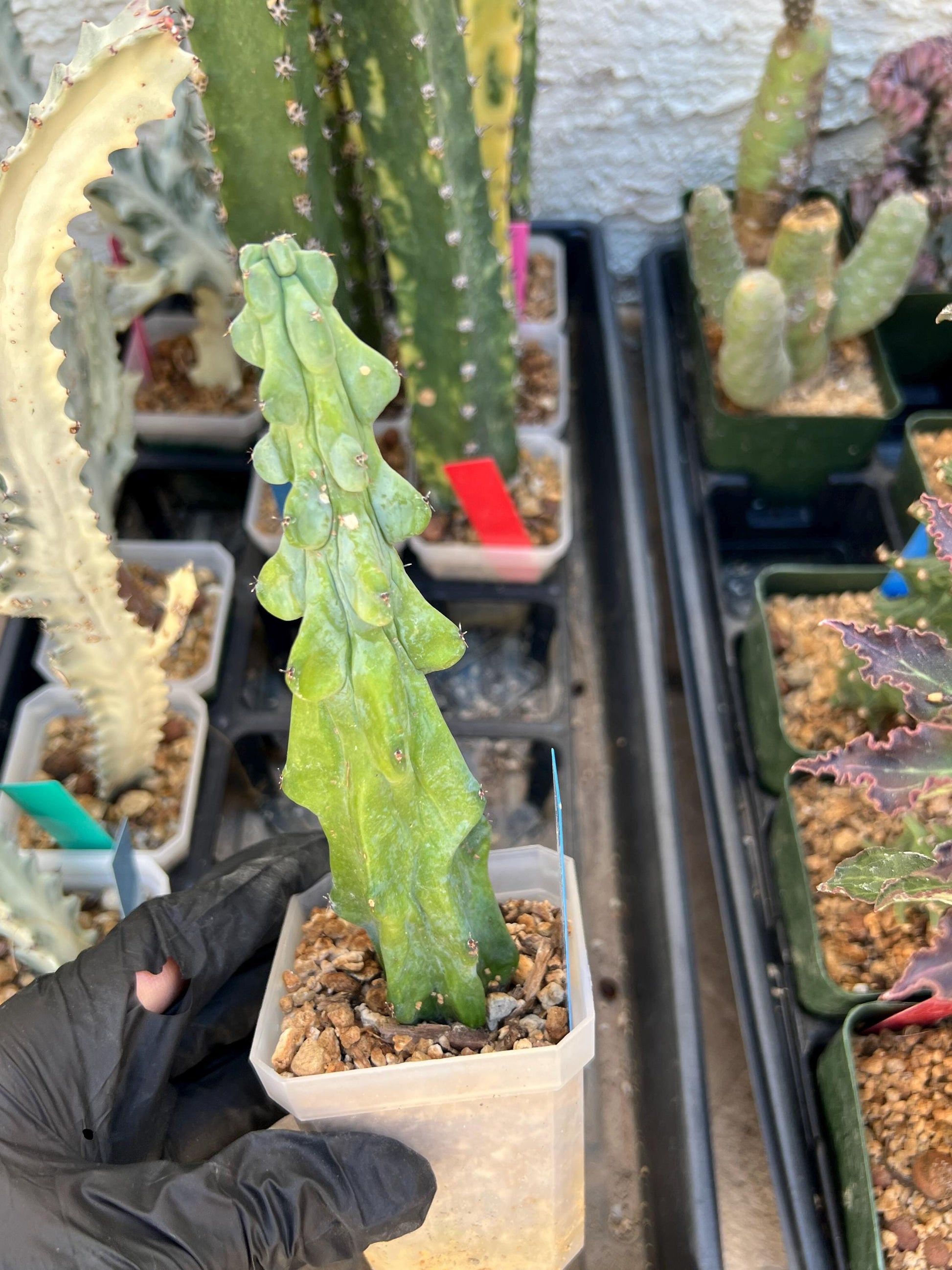Boobie Cactus (Blue) | Myrtillocactus geometrizans