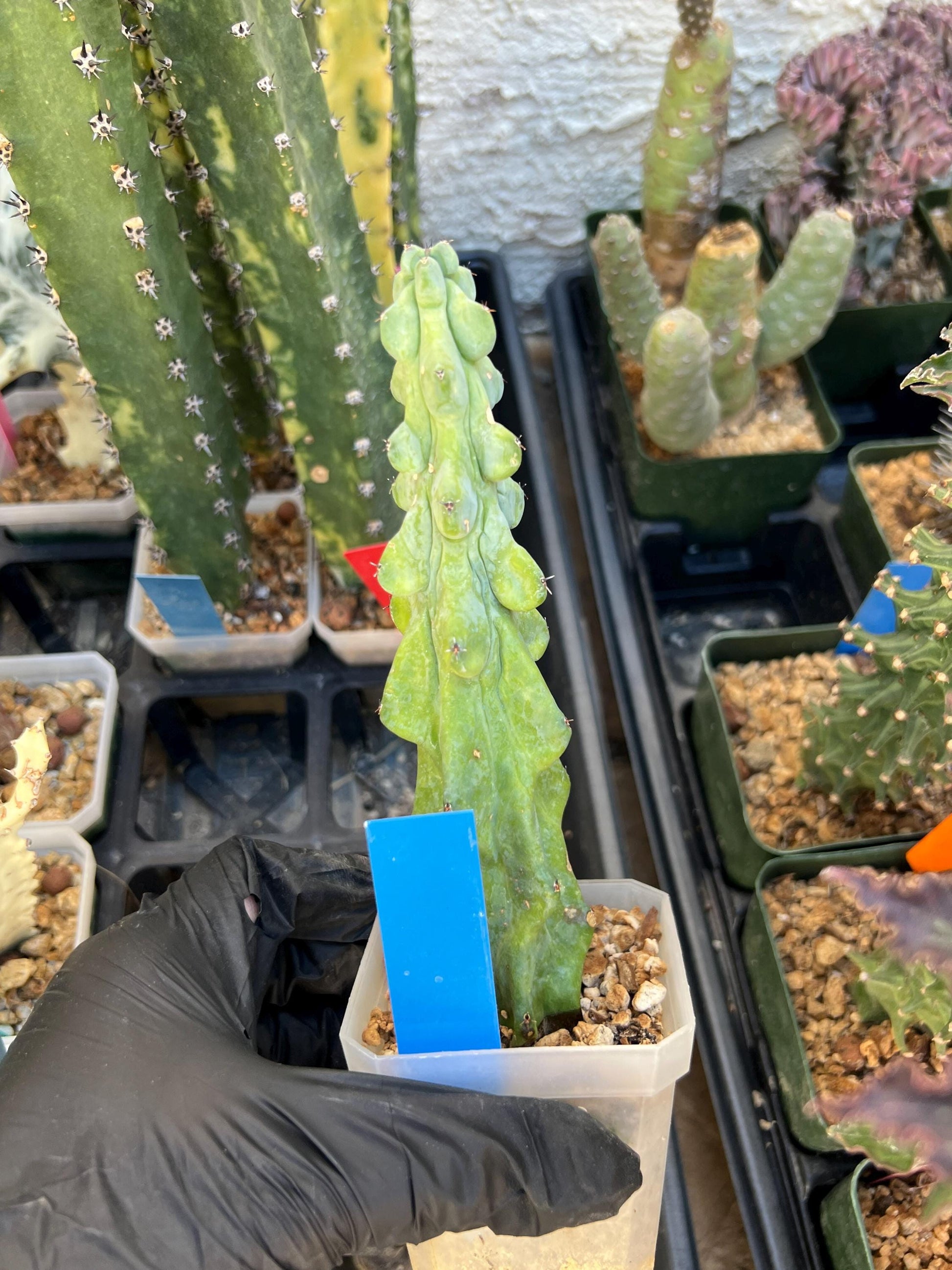 Boobie Cactus (Blue) | Myrtillocactus geometrizans
