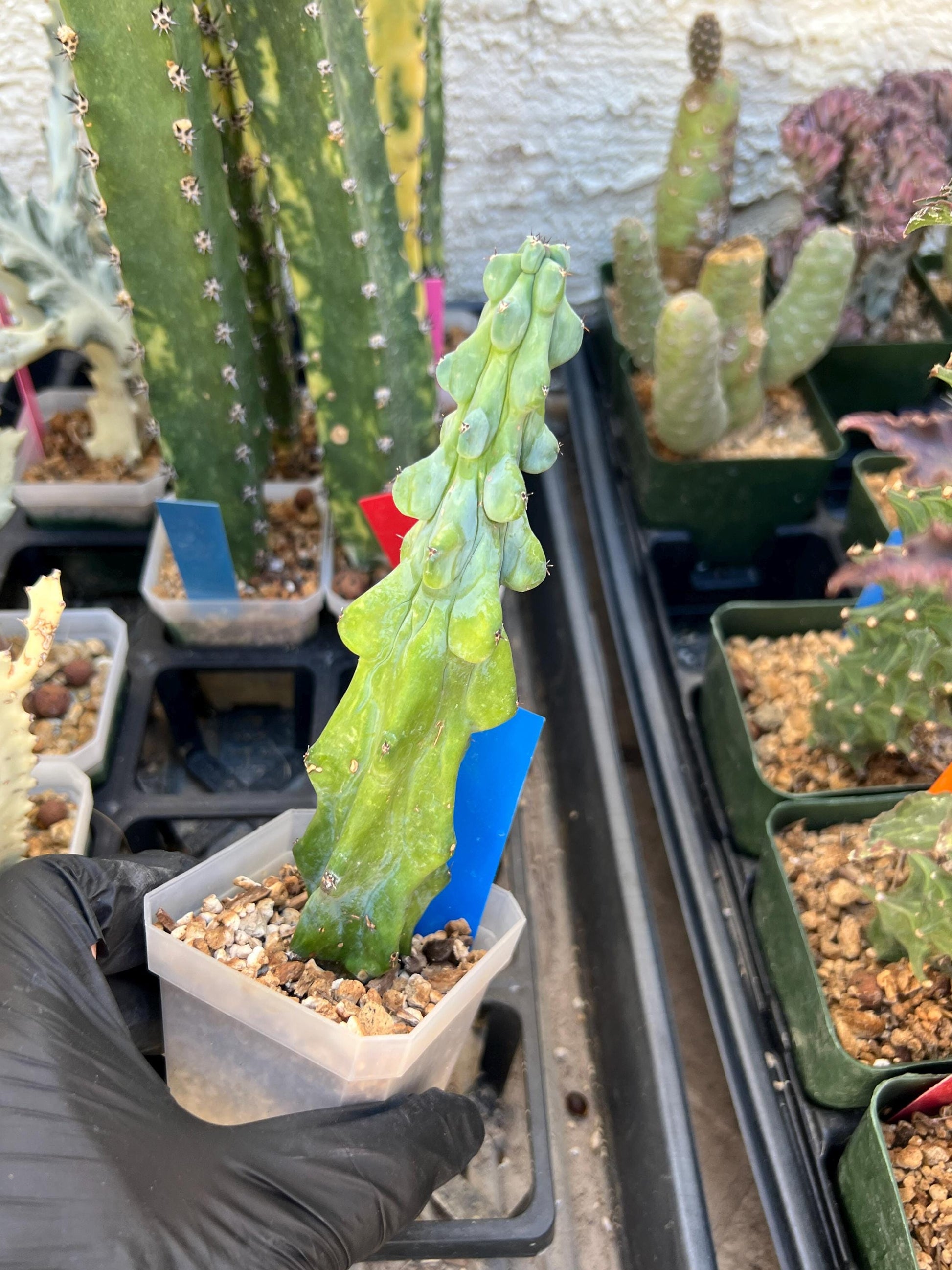 Boobie Cactus (Blue) | Myrtillocactus geometrizans