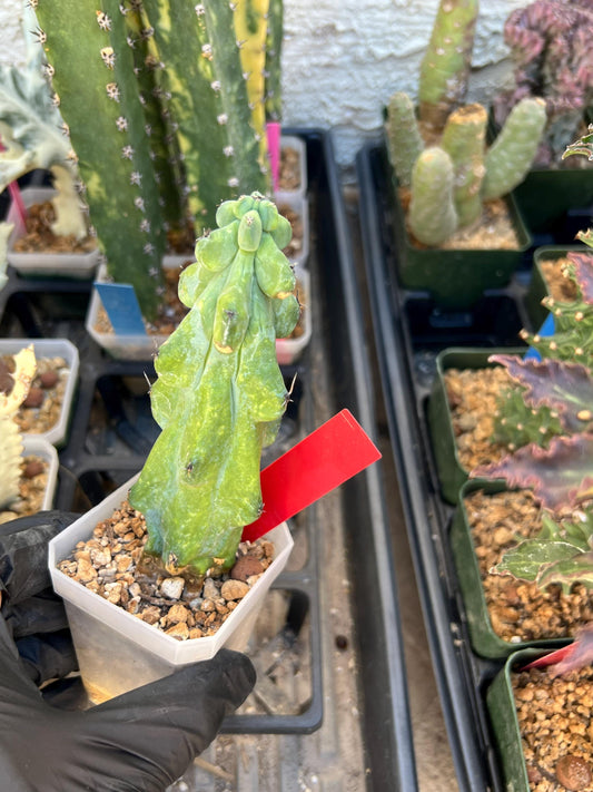 Boobie Cactus (Red) | Myrtillocactus geometrizans