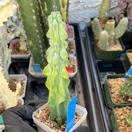 Boobie Cactus (Blue) | Myrtillocactus geometrizans