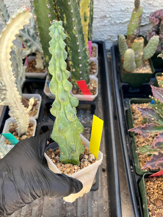Boobie Cactus (SMYellow) | Myrtillocactus geometrizans