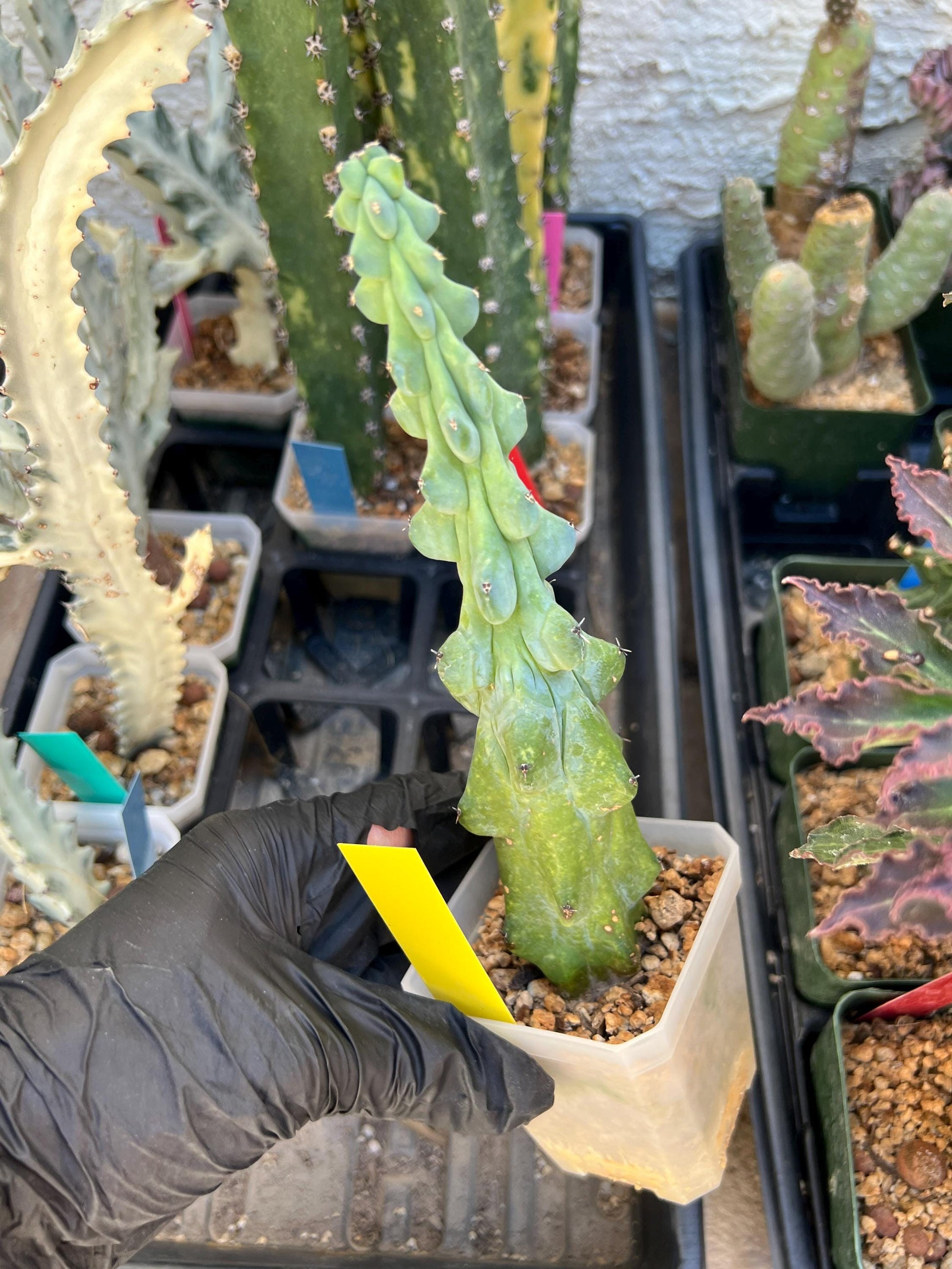 Boobie Cactus (SMYellow) | Myrtillocactus geometrizans