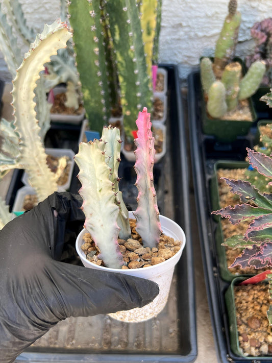 Ghost Cactus White Variegated | 1 Pot