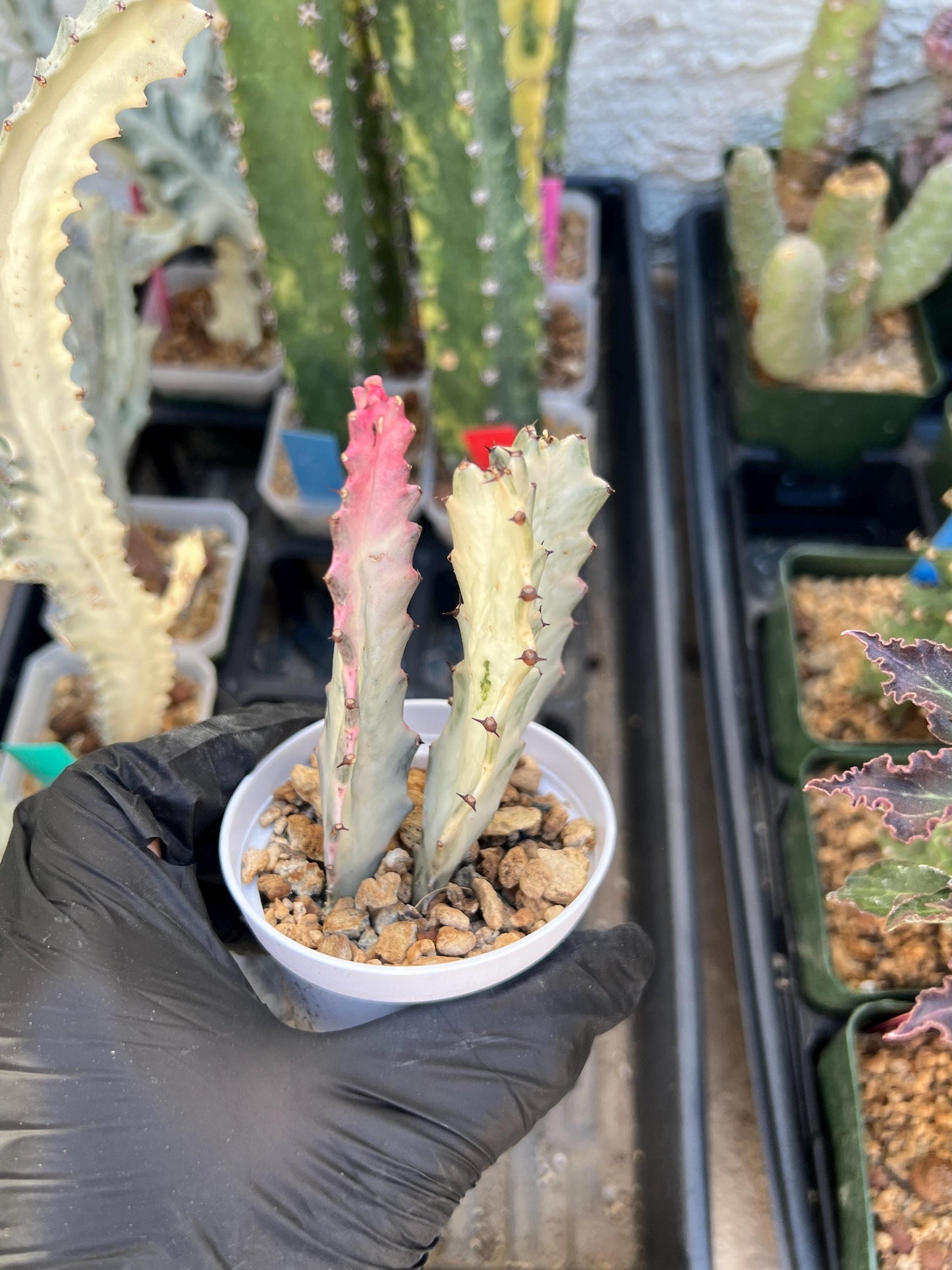 Ghost Cactus White Variegated | 1 Pot