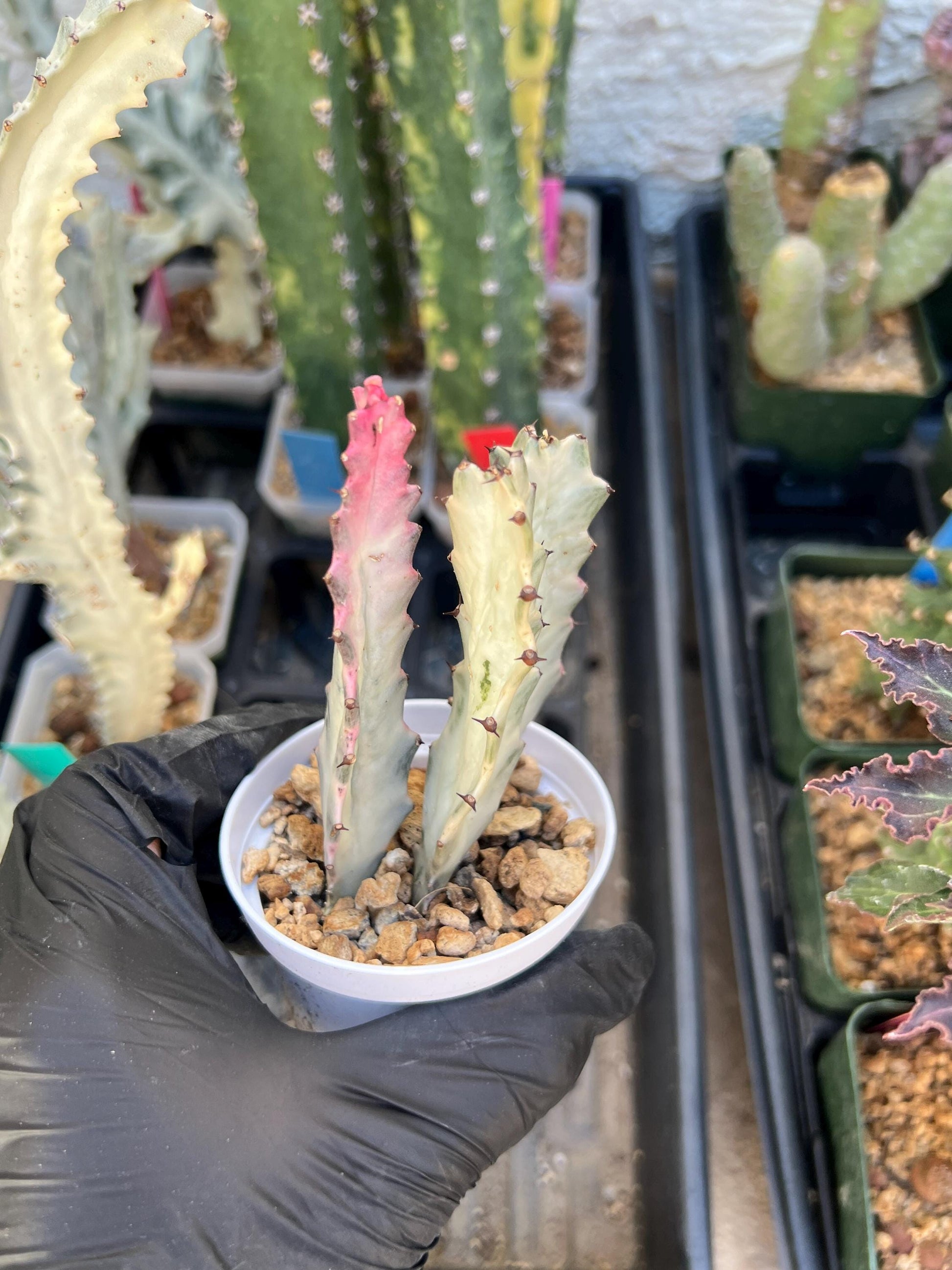 Ghost Cactus White Variegated | 1 Pot