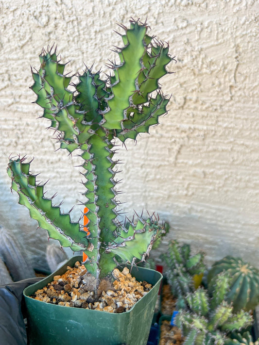 Cactus Petraea S. Carter | Succulent Cactus | Imported
