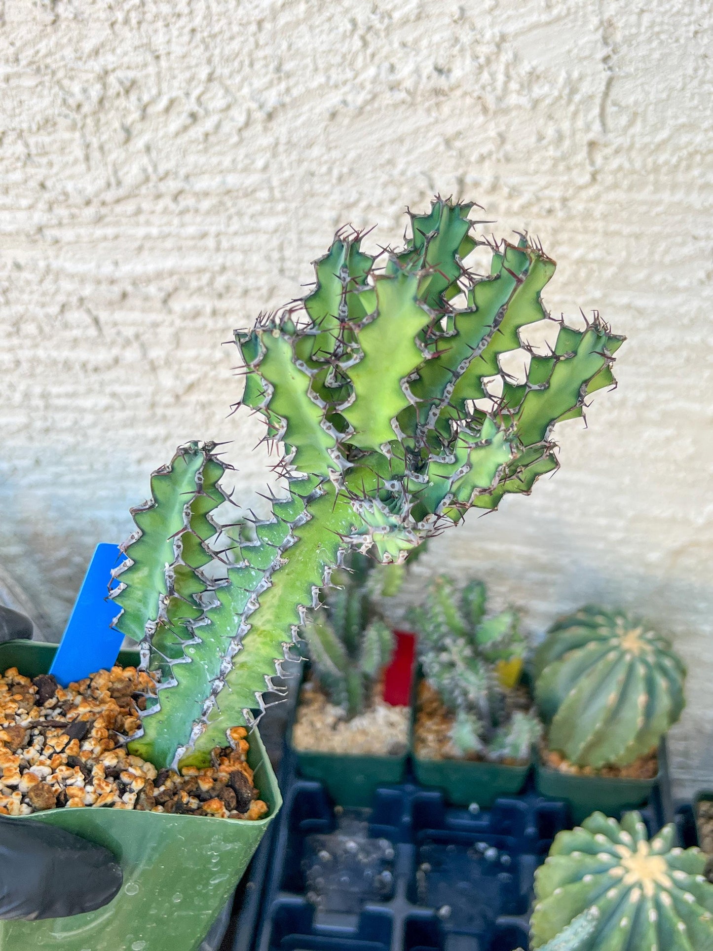 Cactus Petraea S. Carter | Succulent Cactus | Imported