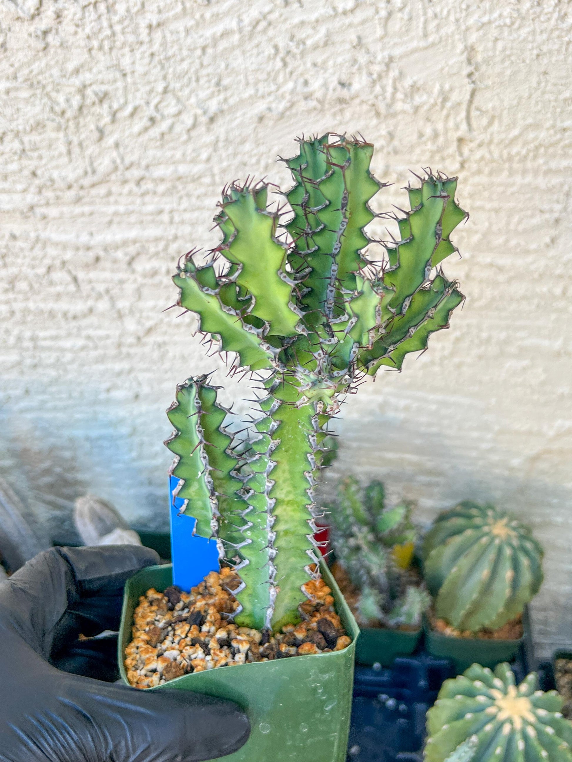 Cactus Petraea S. Carter | Succulent Cactus | Imported