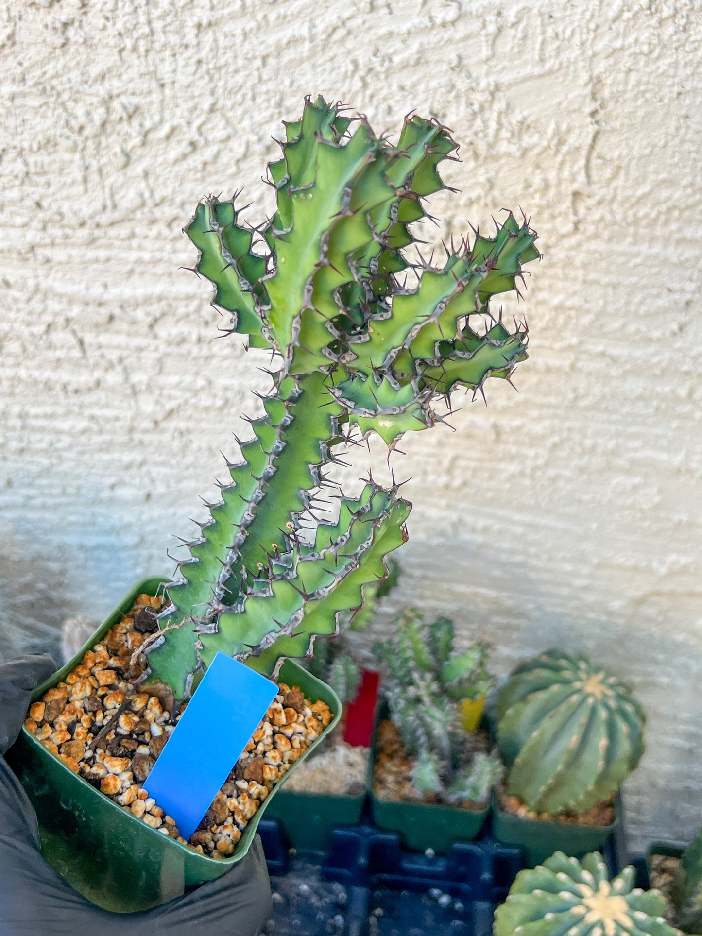 Cactus Petraea S. Carter | Succulent Cactus | Imported