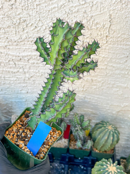 Cactus Petraea S. Carter | Succulent Cactus | Imported