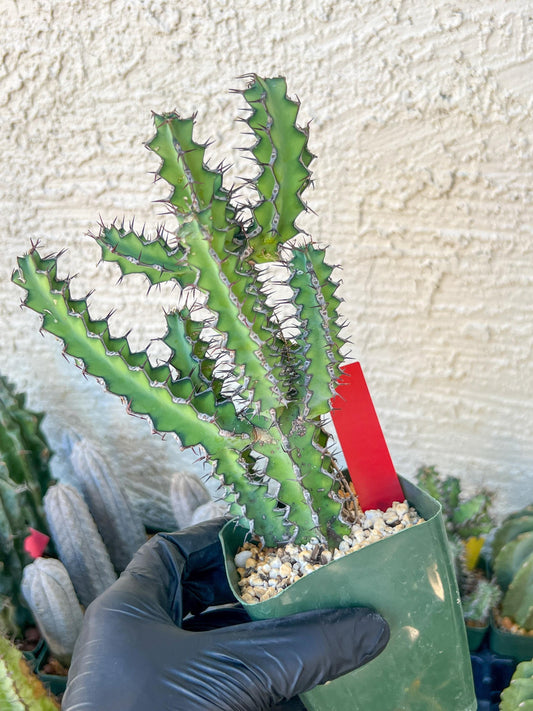 Cactus Petraea S. Carter (R-Y) | Around 7~8Inch tall