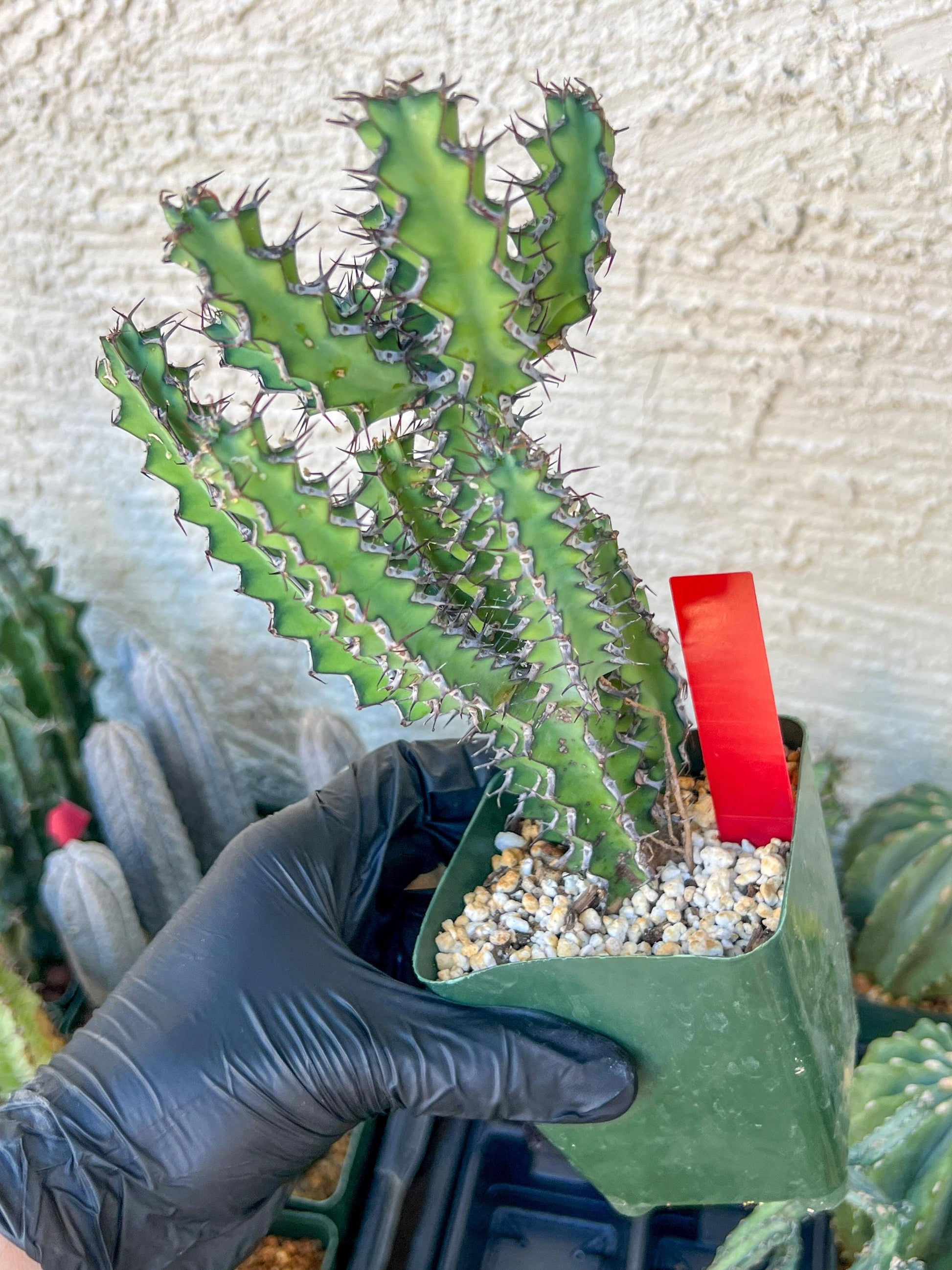 Cactus Petraea S. Carter (R-Y) | Around 7~8Inch tall