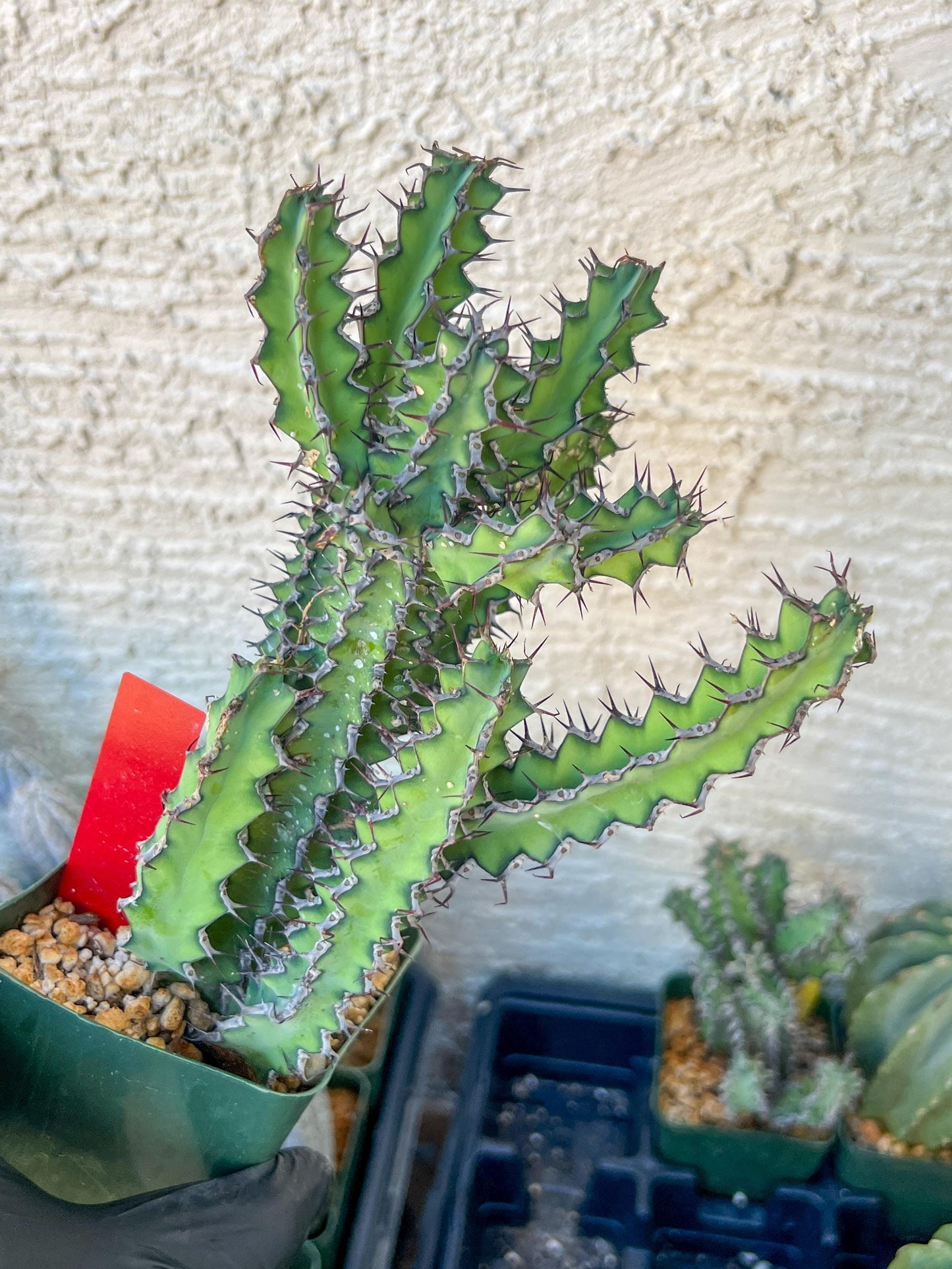 Cactus Petraea S. Carter (R-Y) | Around 7~8Inch tall