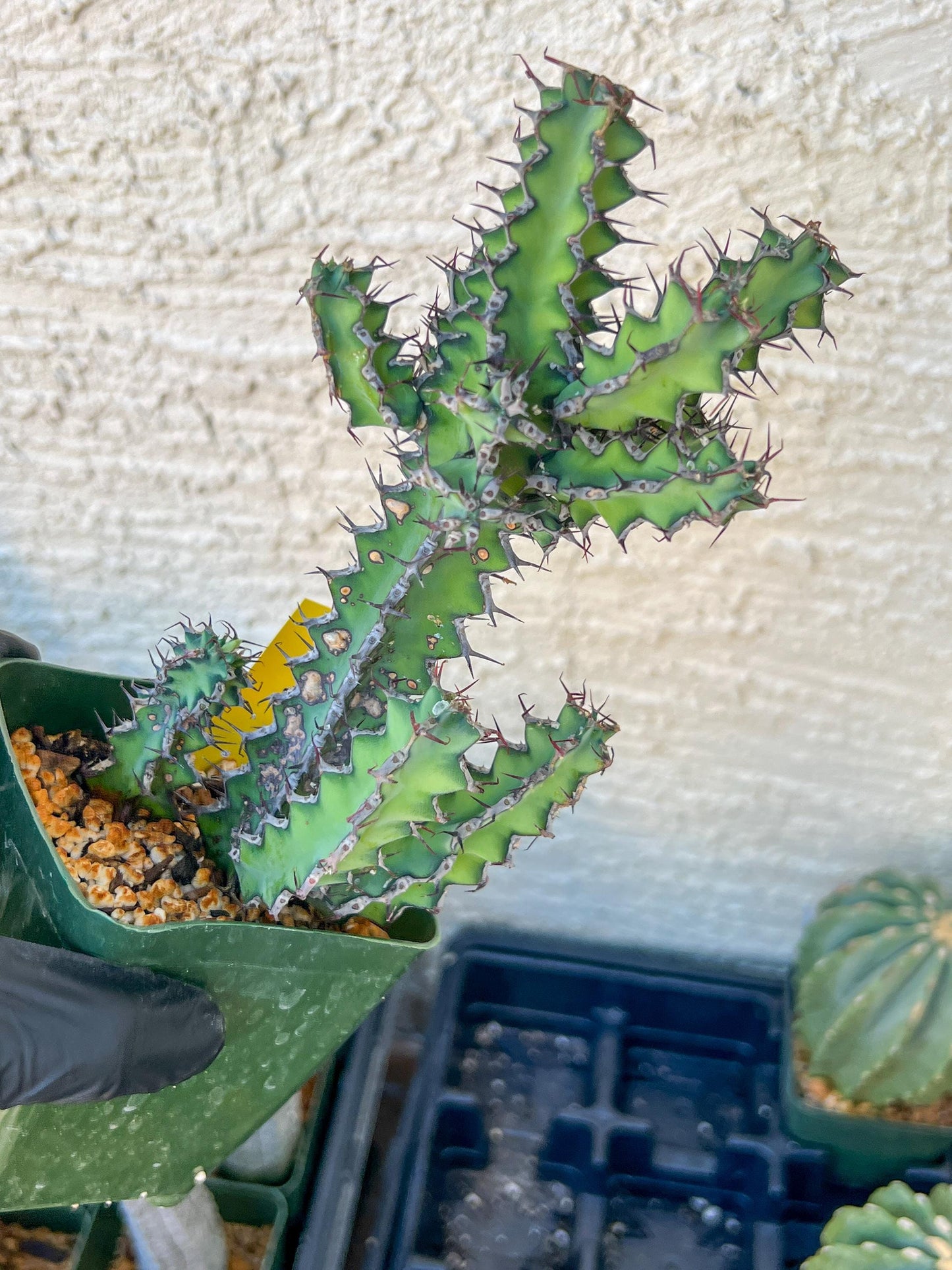 Cactus Petraea S. Carter (R-Y) | Around 7~8Inch tall