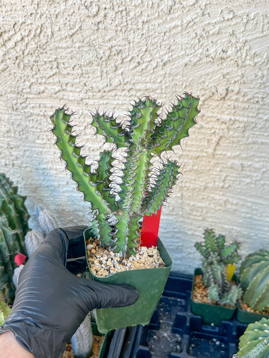 Cactus Petraea S. Carter (R-Y) | Around 7~8Inch tall